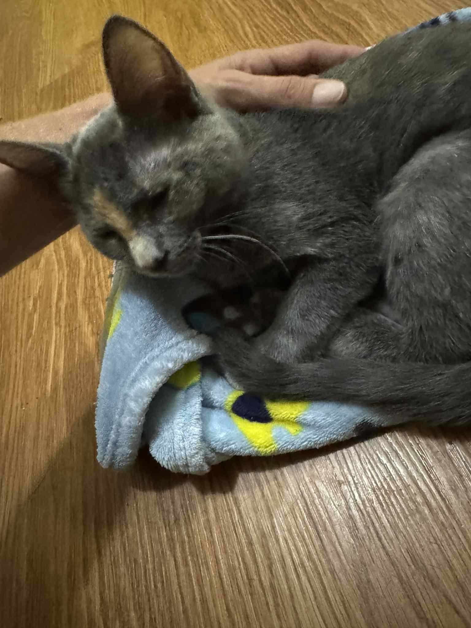 Enlarge Love, a Adoptable Domestic Short Hair in Mansfield, TX image 2/4