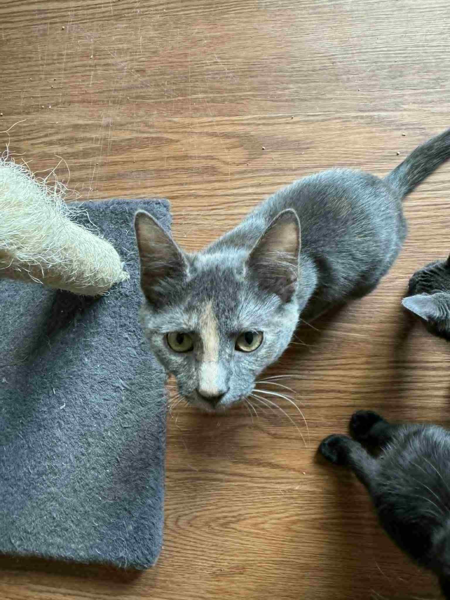 Enlarge Love, a Adoptable Domestic Short Hair in Mansfield, TX image 3/4