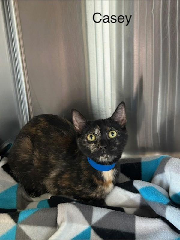 Casey, Adoptable, Adult Female Domestic Short Hair.