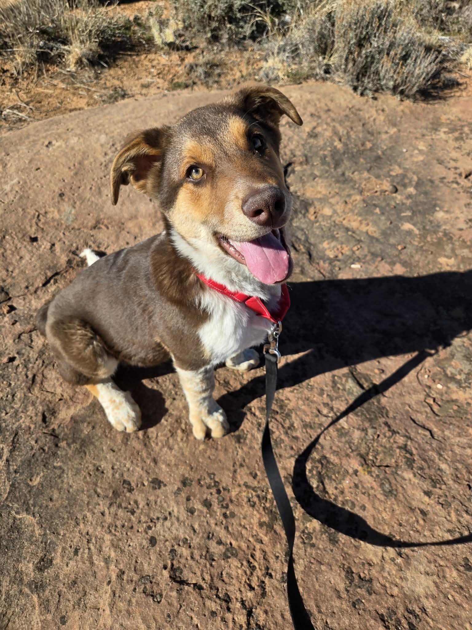 Truffle, ADOPTABLE, Young Male German Shepherd Dog & Australian Cattle Dog / Blue Heeler.