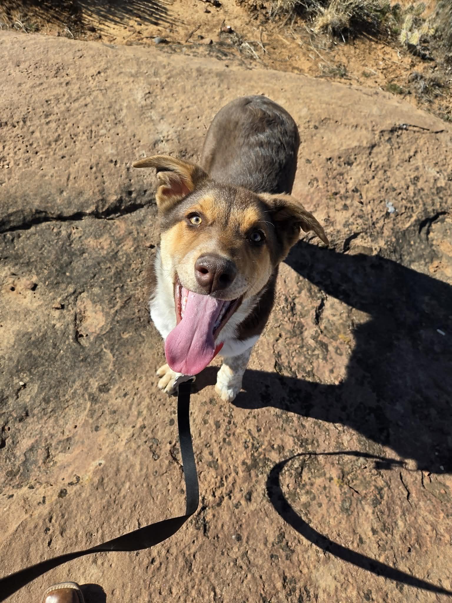 Enlarge Truffle, a ADOPTABLE mixed breed in Roosevelt, UT image 2/3