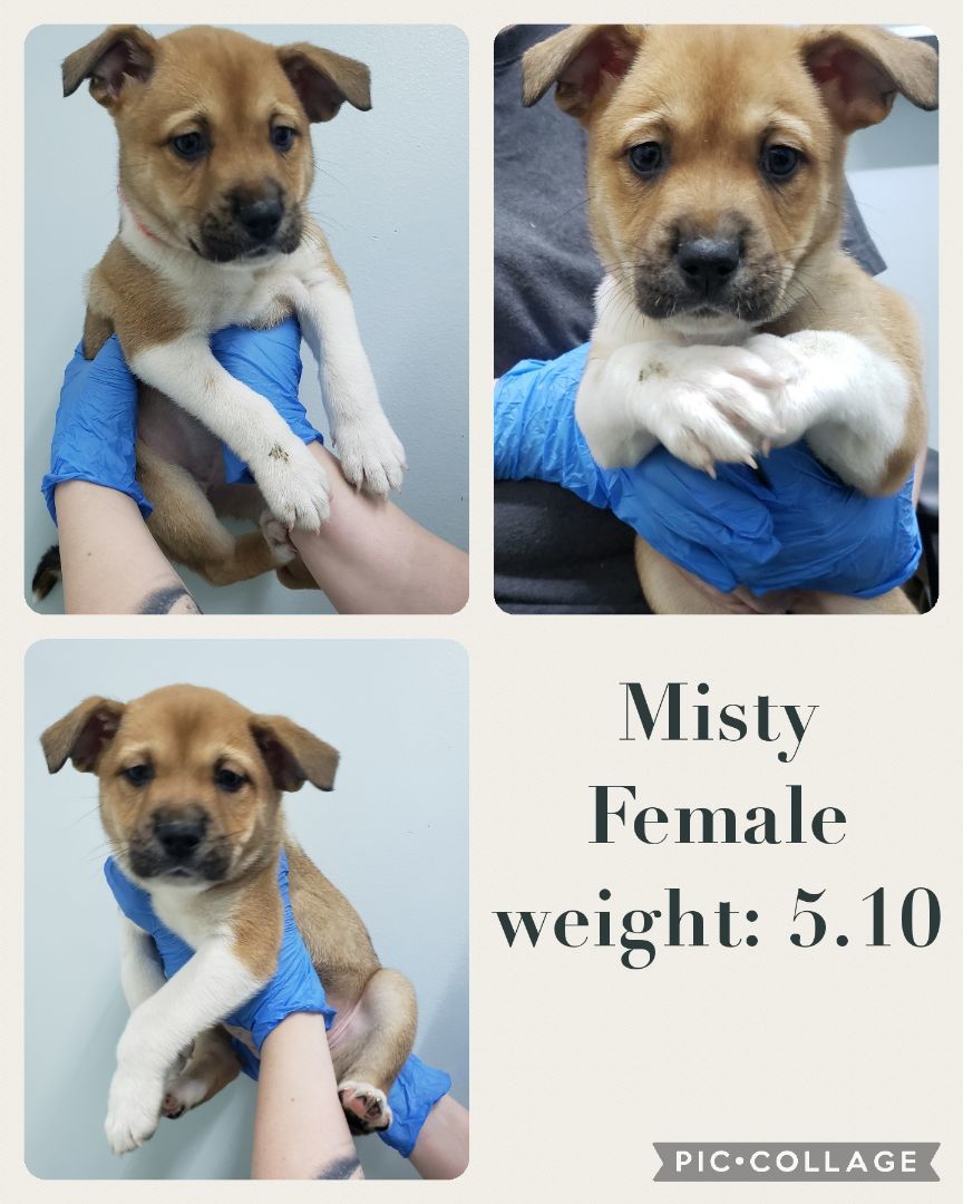 Enlarge Misty, a Adopted mixed breed in Staffordsville, KY image 1/1
