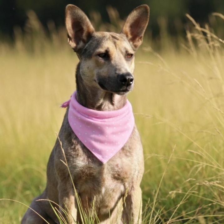 DOMINIQUE GS — thumbnail 2