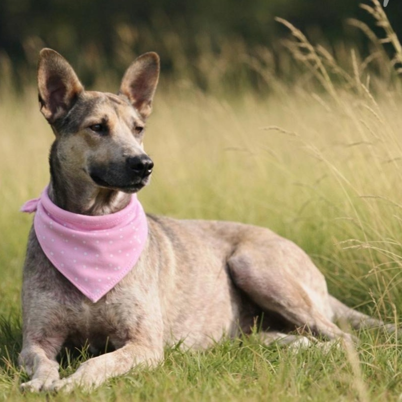 DOMINIQUE GS — thumbnail 4