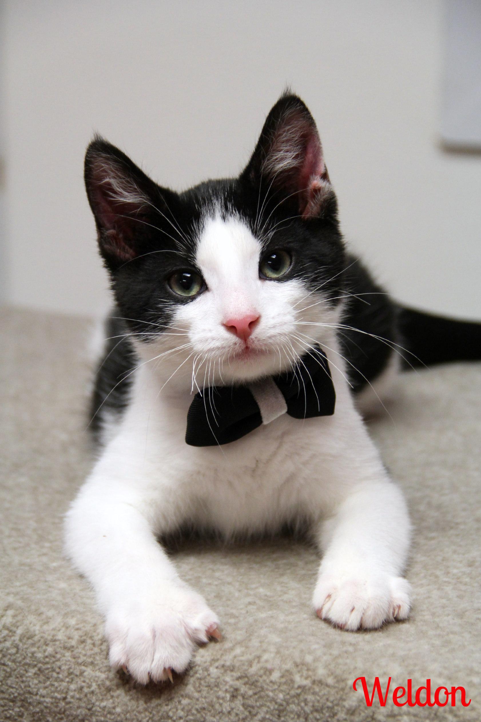 Weldon, ADOPTABLE, Kitten Male Domestic Short Hair.