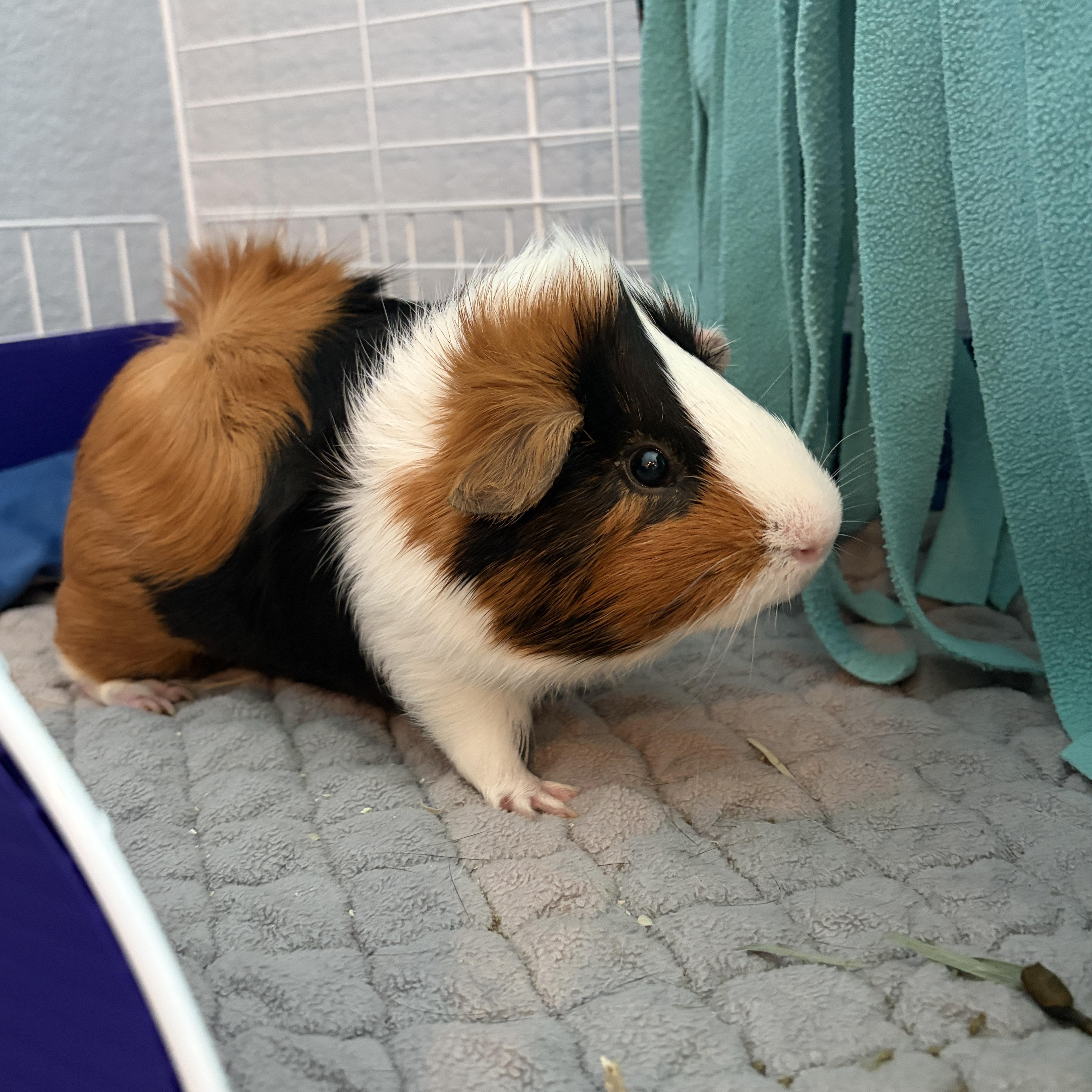 Enlarge Eugene & Lemuel, a Adoptable Guinea Pig in Austin, TX image 4/5