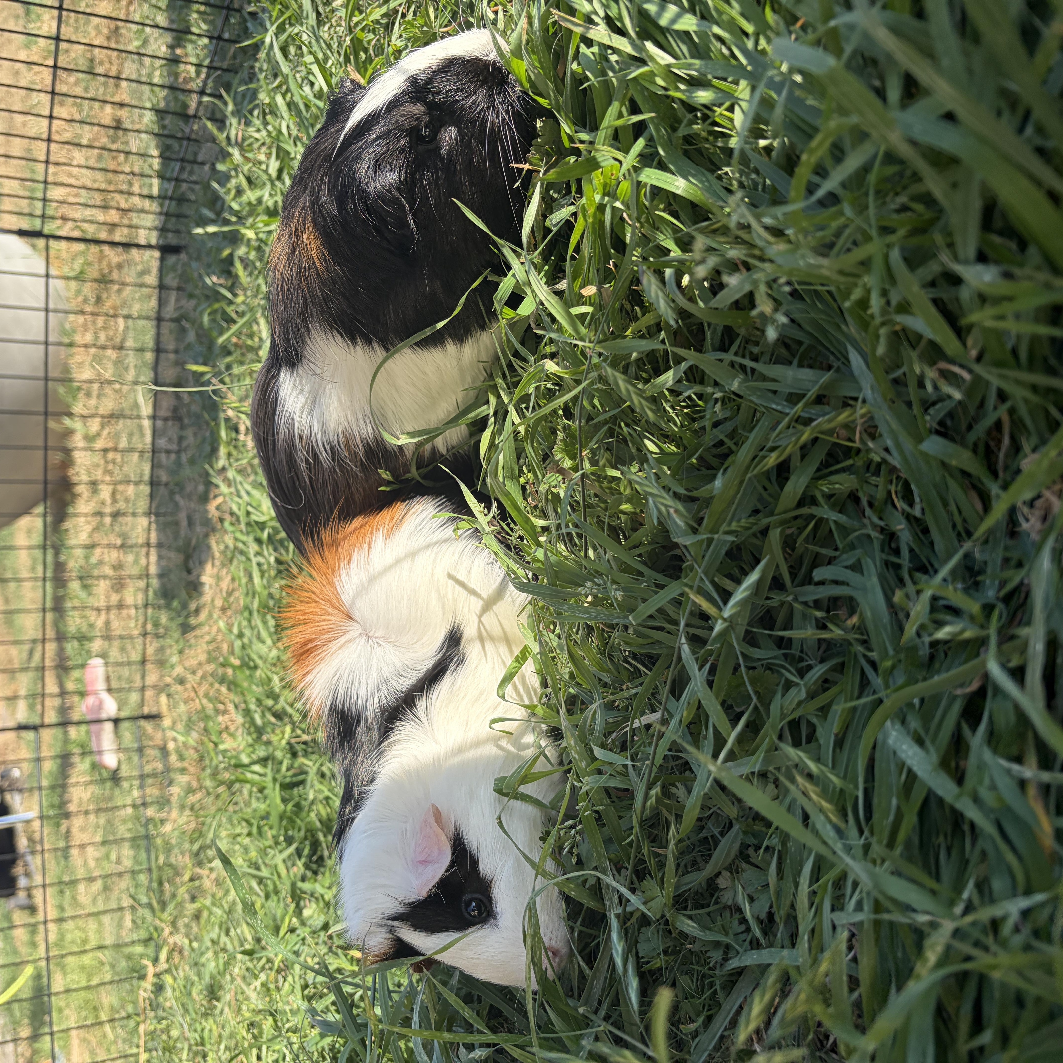 Enlarge Eugene & Lemuel, a Adoptable Guinea Pig in Austin, TX image 5/6