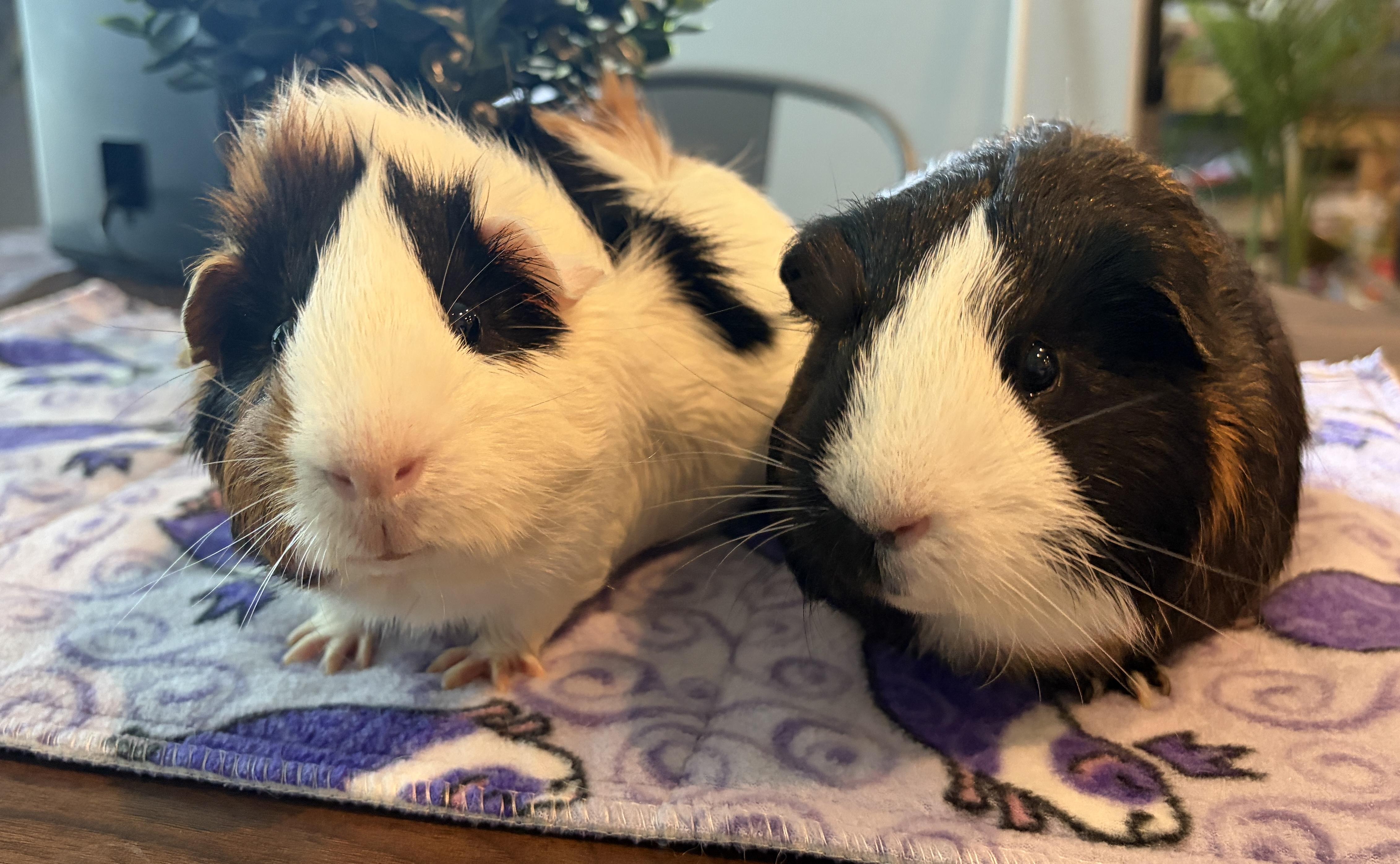 Enlarge Eugene & Lemuel, a Adoptable Guinea Pig in Austin, TX image 1/5