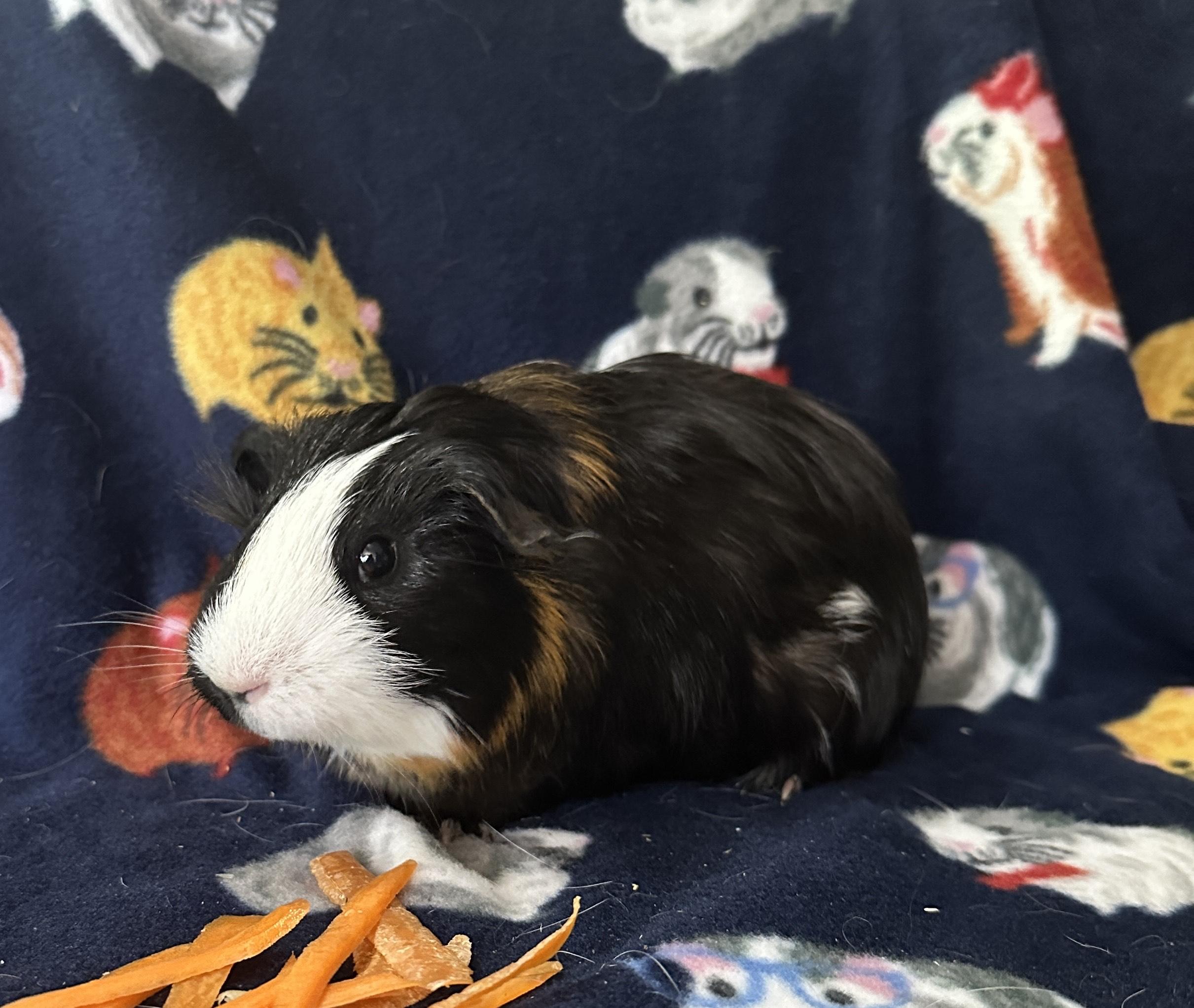 Eugene, Adoptable, Young Male Guinea Pig.