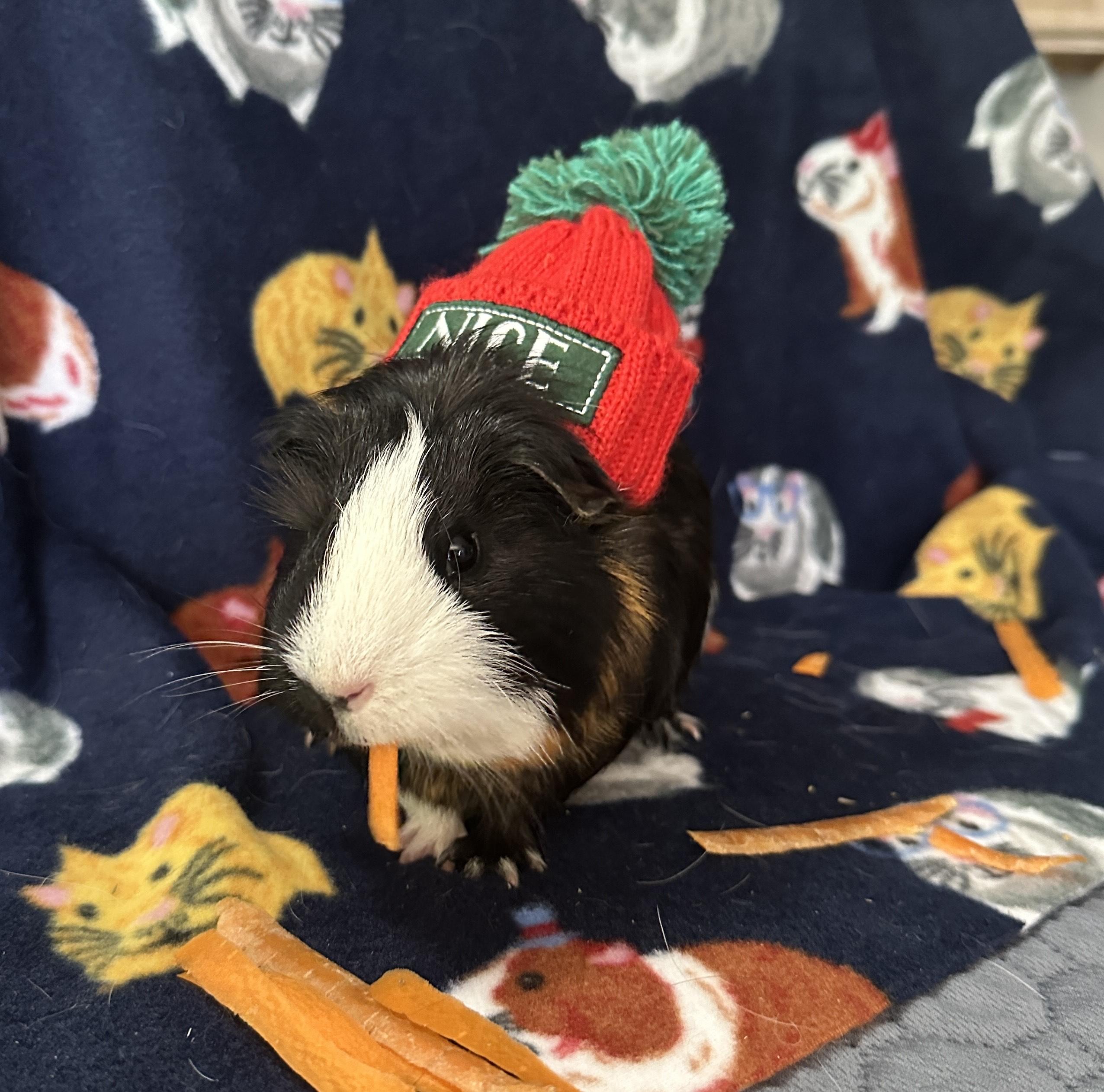 Eugene, a Adoptable Guinea Pig in Austin, TX image 2/3