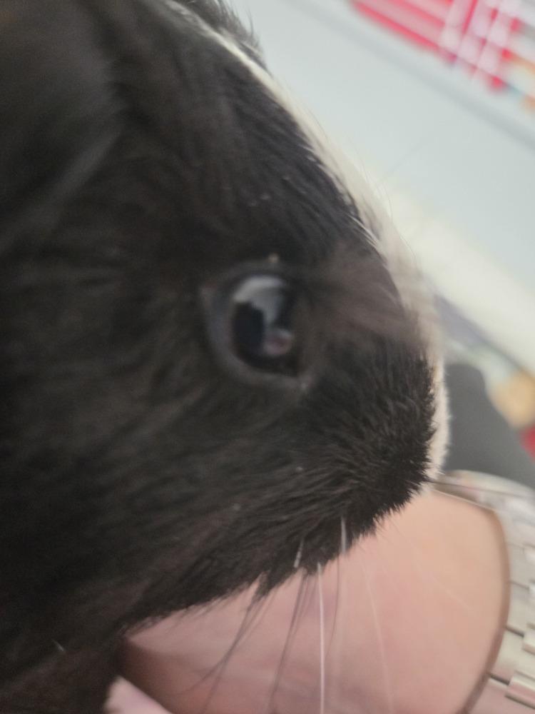Eugene, a Adoptable Guinea Pig in Austin, TX image 3/3