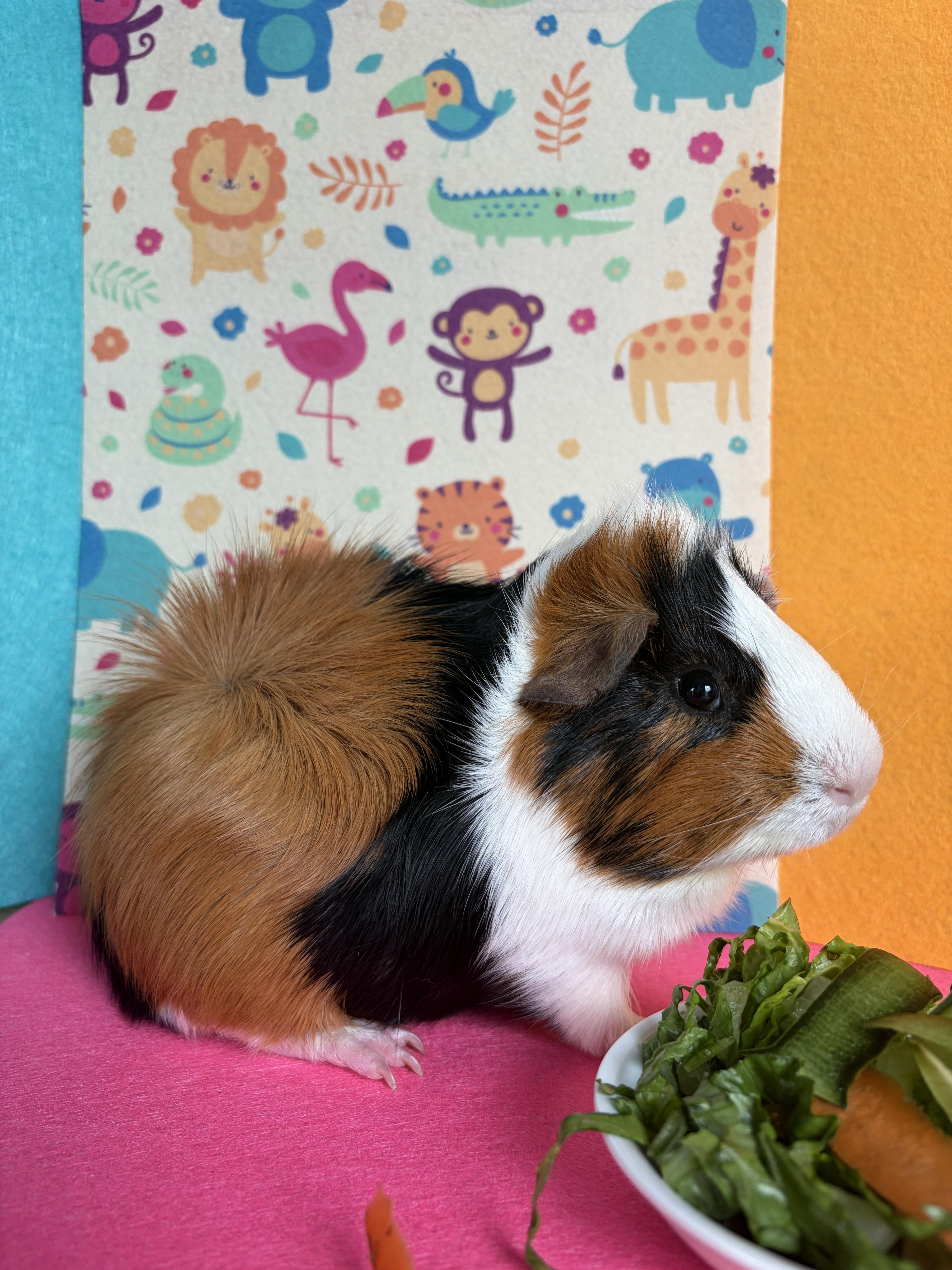 Enlarge Eugene & Lemuel, a Adoptable Guinea Pig in Austin, TX image 6/6
