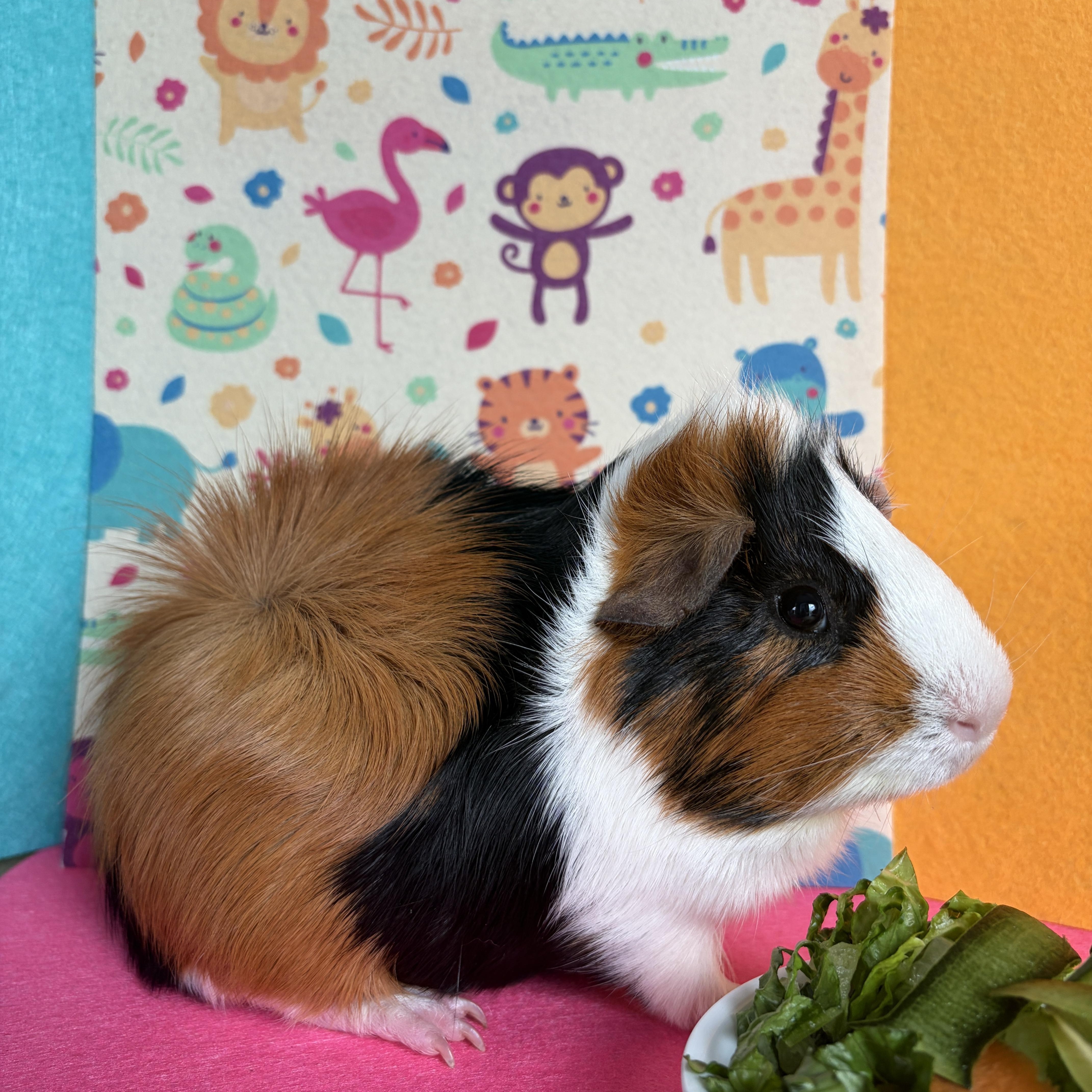 Enlarge Eugene & Lemuel, a Adoptable Guinea Pig in Austin, TX image 6/6