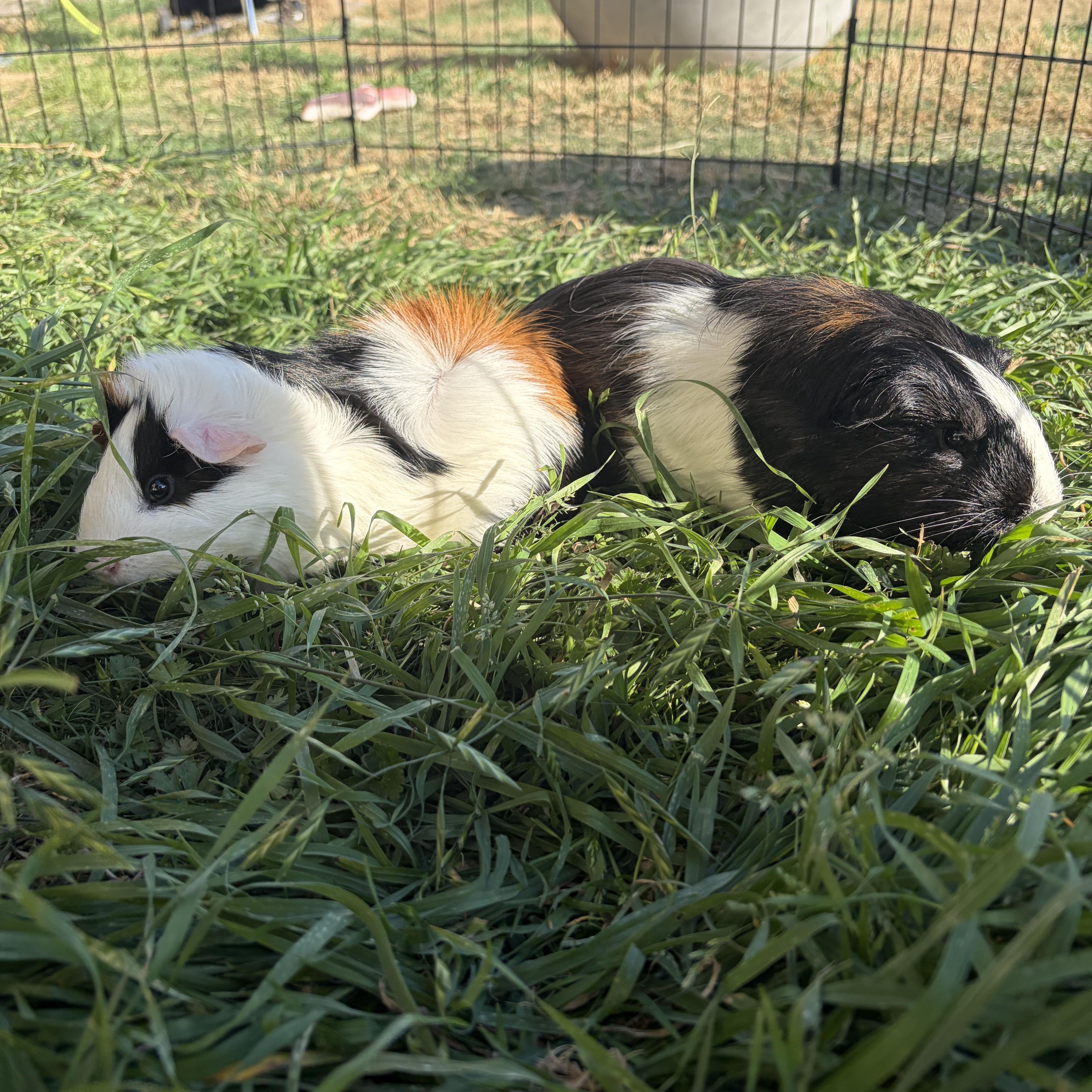 Enlarge Eugene & Lemuel, a Adoptable Guinea Pig in Austin, TX image 1/6