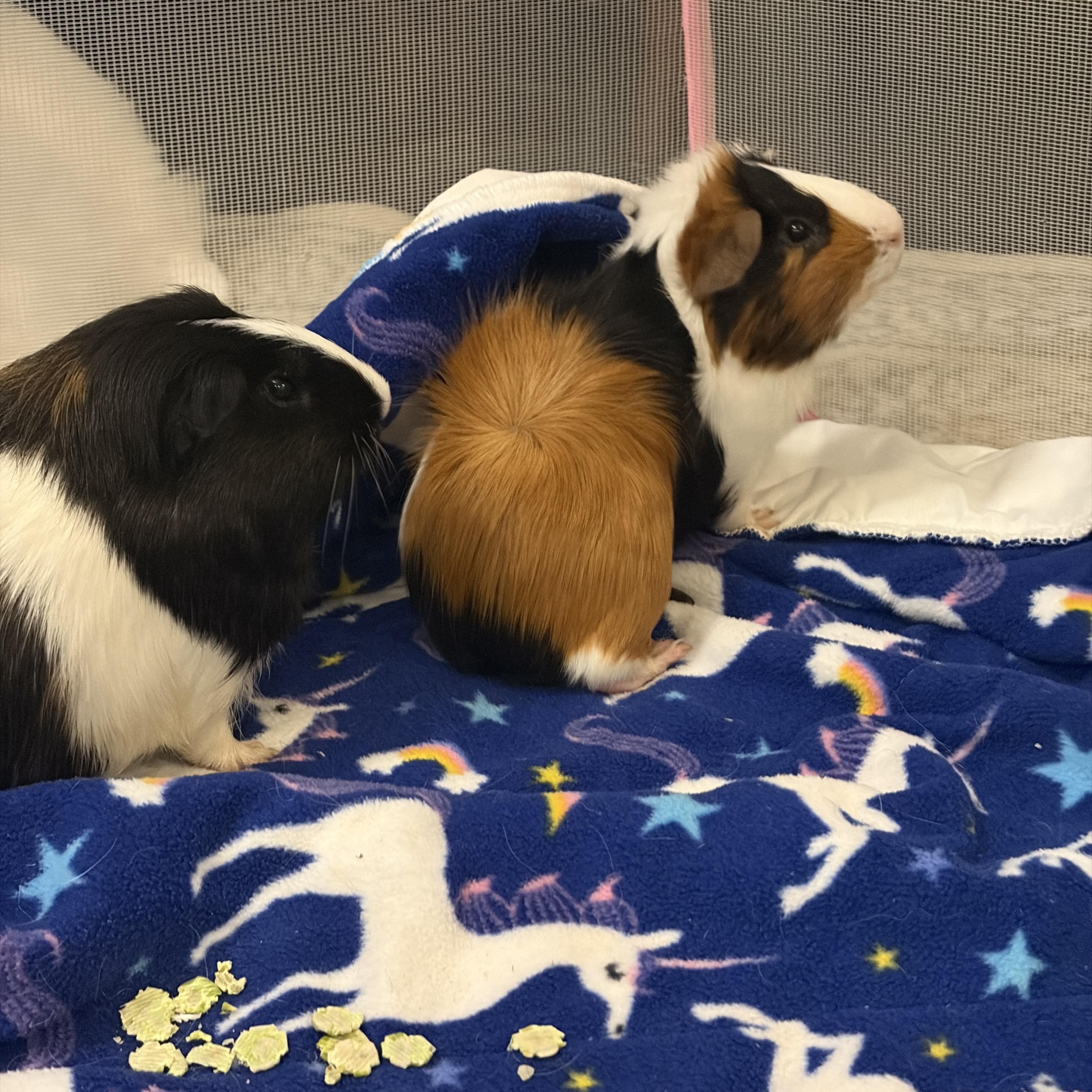 Enlarge Eugene & Lemuel, a Adoptable Guinea Pig in Austin, TX image 5/5