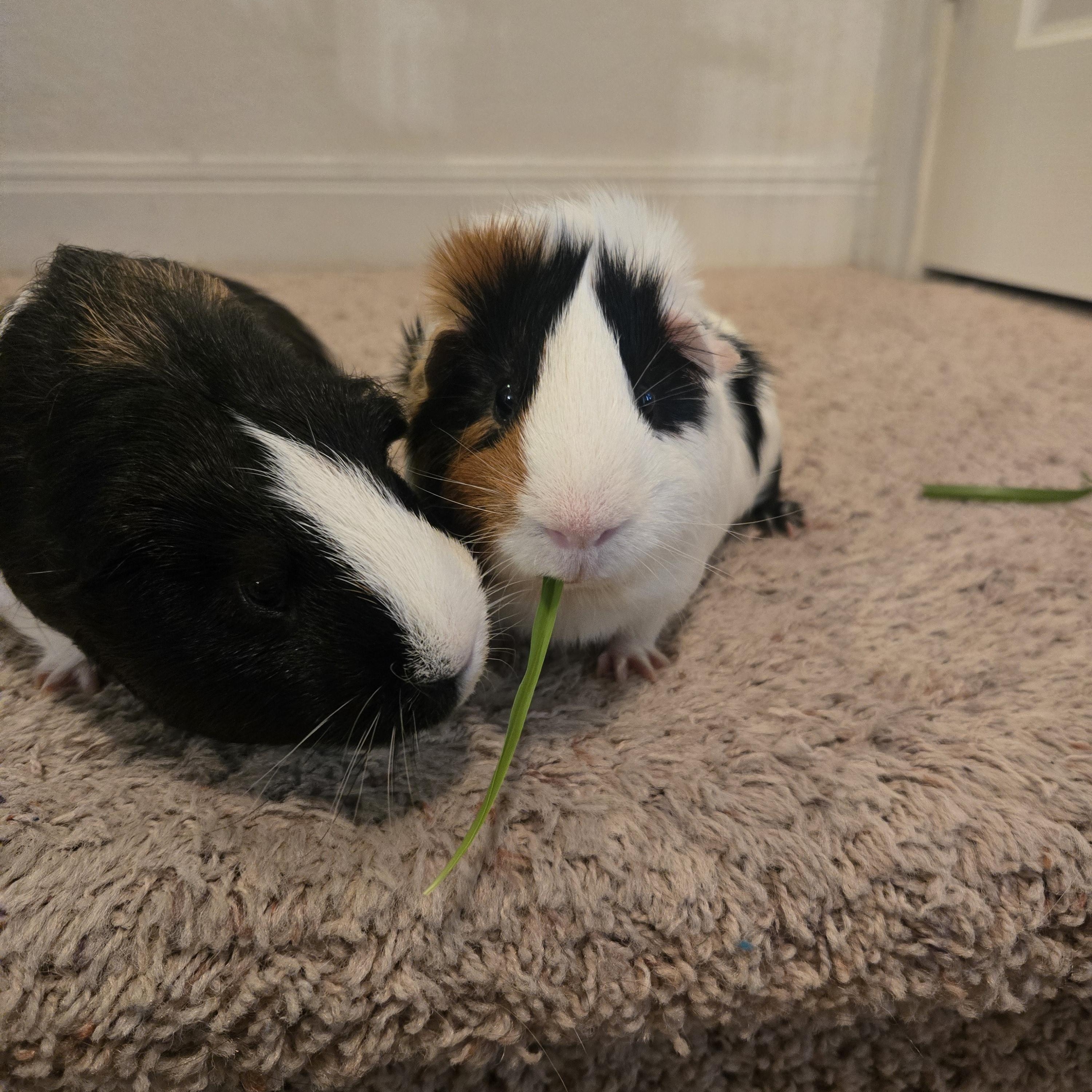 Eugene & Lemuel, a Adoptable Guinea Pig in Austin, TX image 3/6