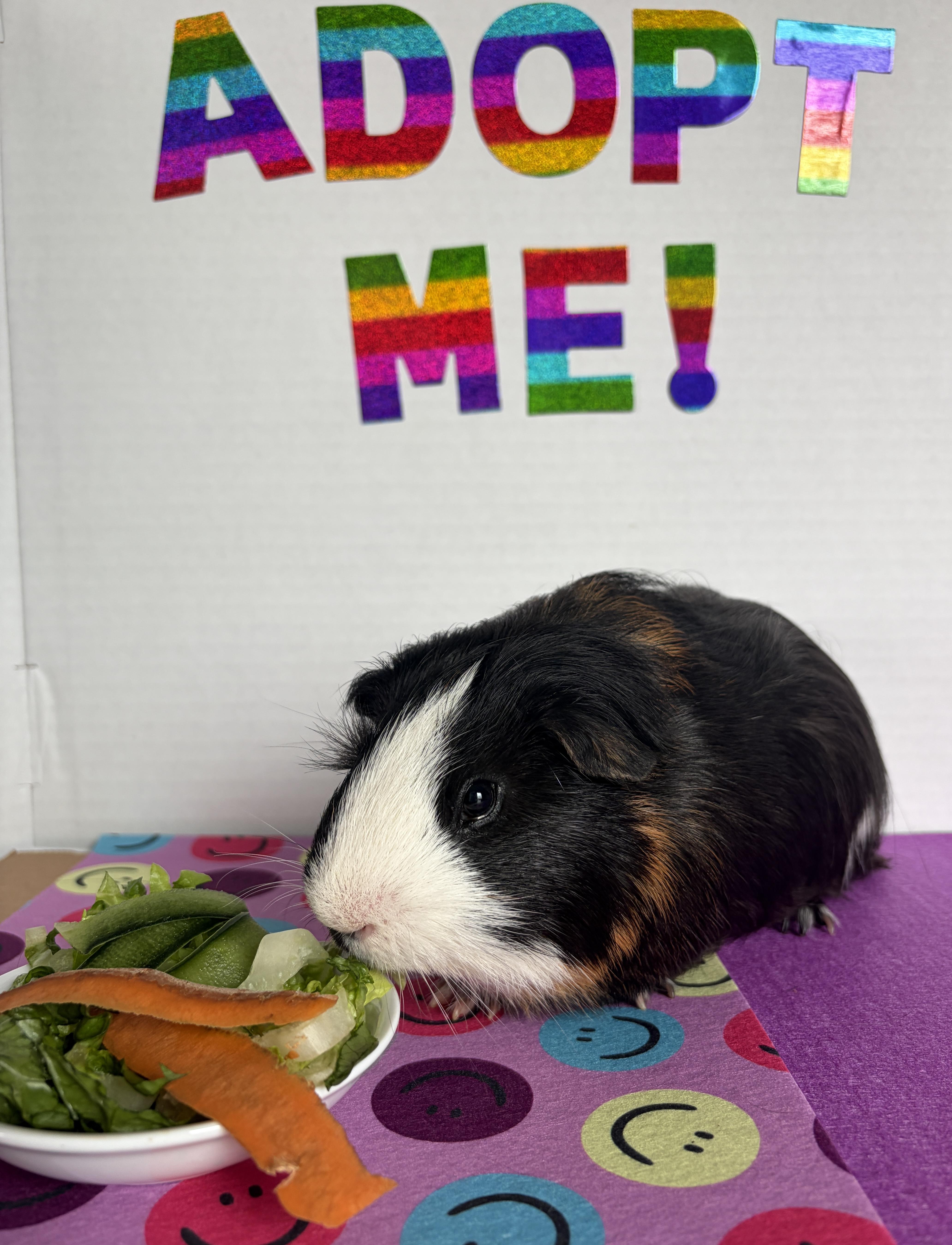 Eugene & Lemuel, Adoptable, Young Male Guinea Pig.