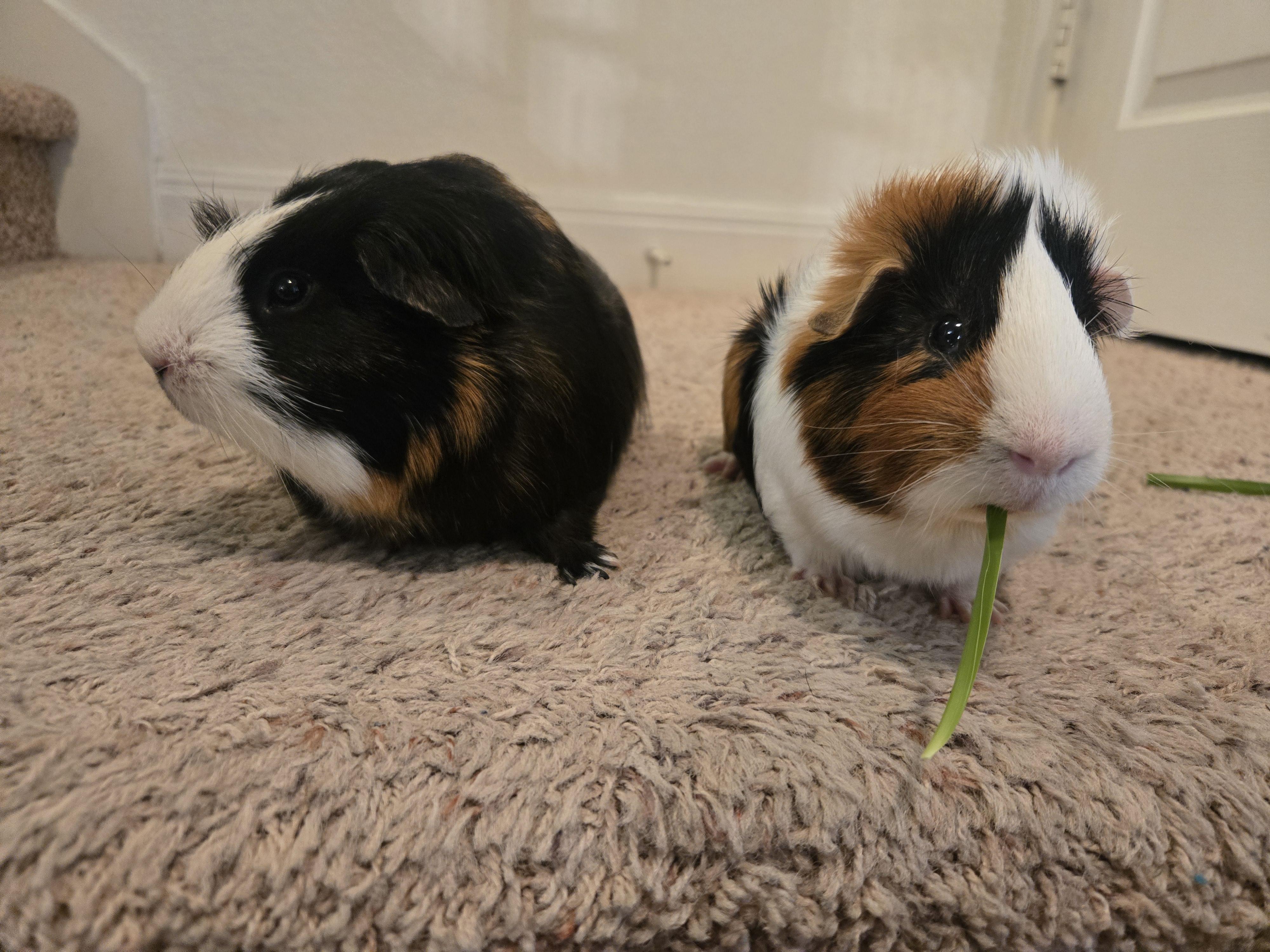 Eugene & Lemuel, a Adoptable Guinea Pig in Austin, TX image 2/6