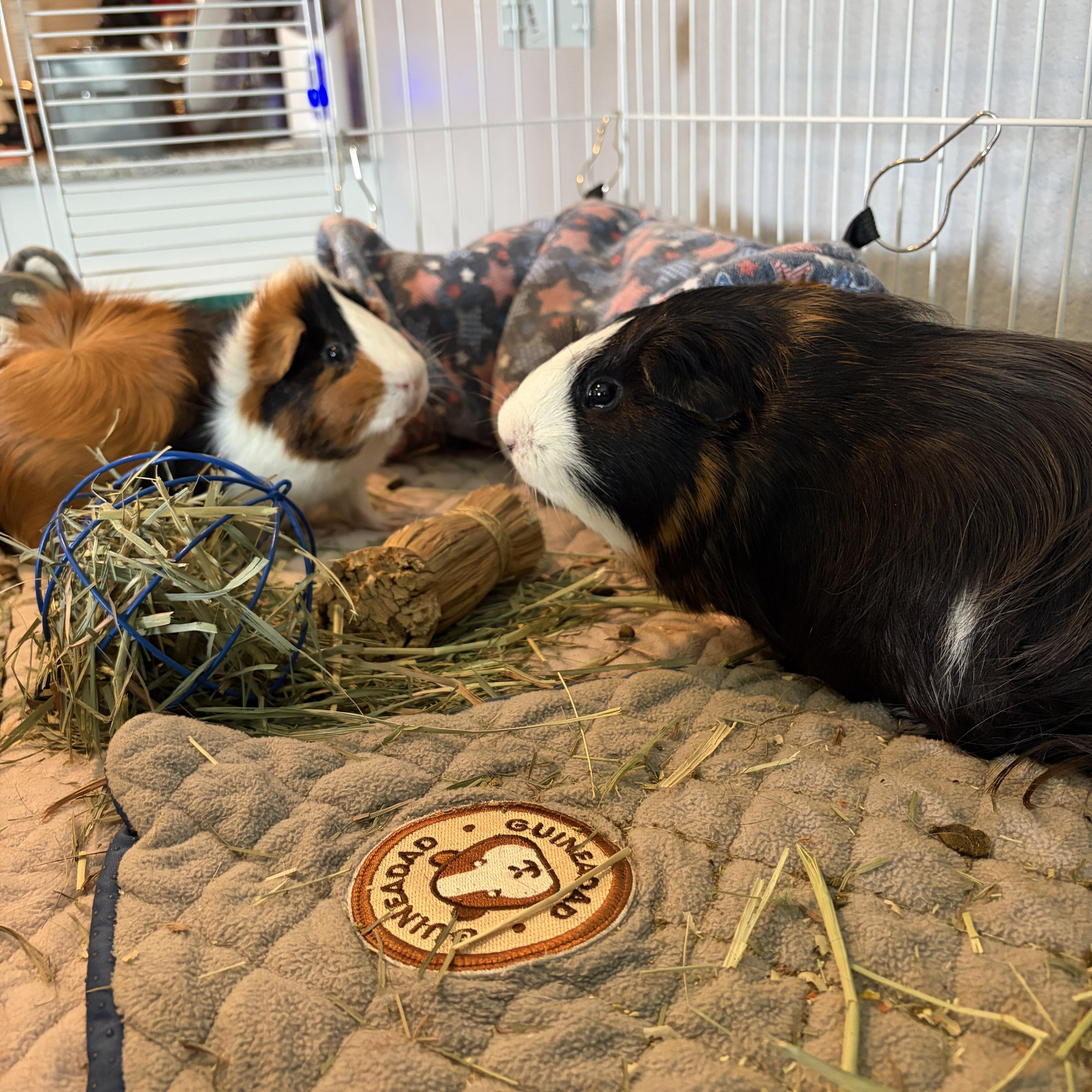 Enlarge Eugene & Lemuel, a Adoptable Guinea Pig in Austin, TX image 2/5