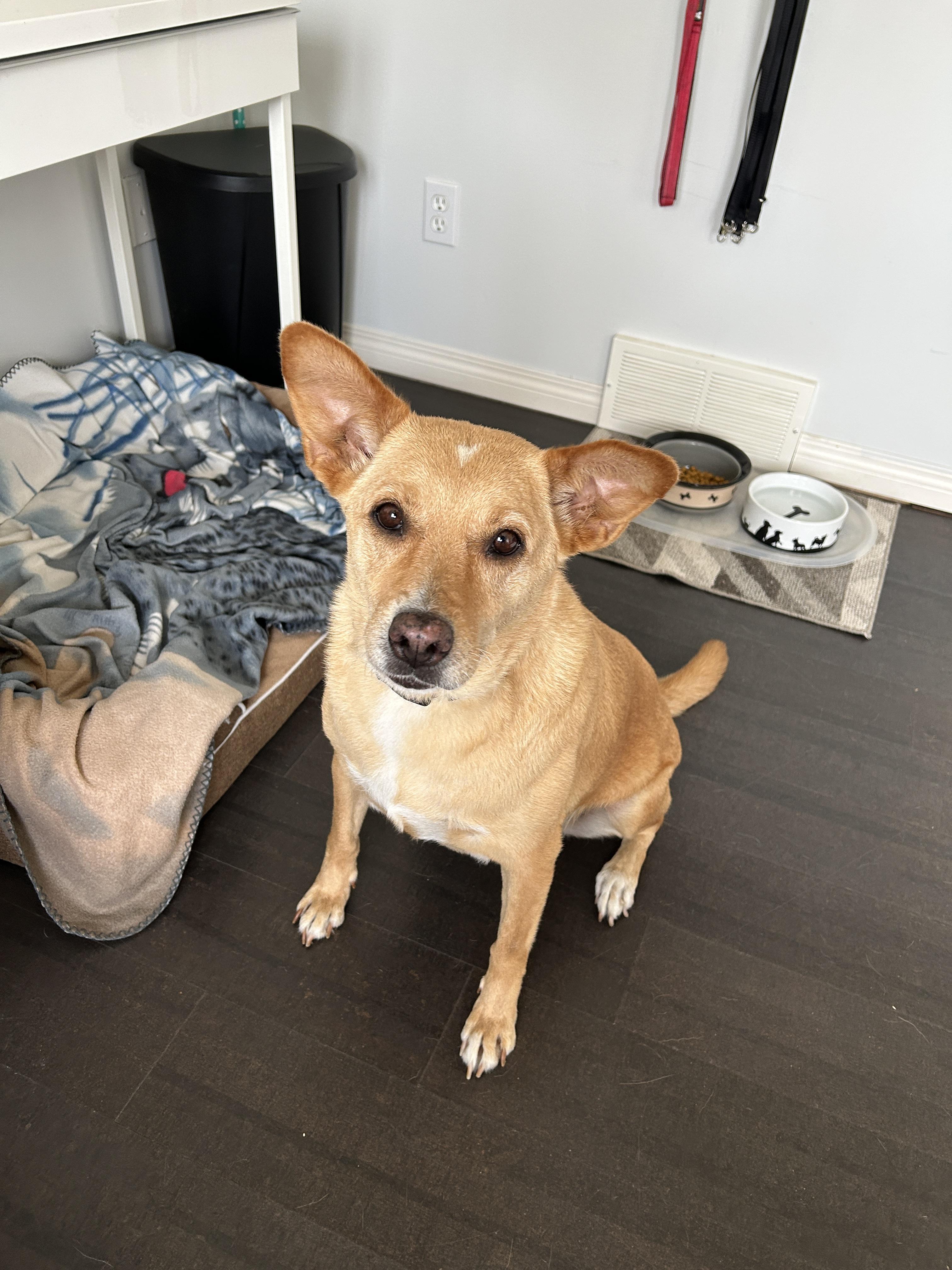Enlarge Nika, a ADOPTABLE mixed breed in Didsbury, AB image 4/5