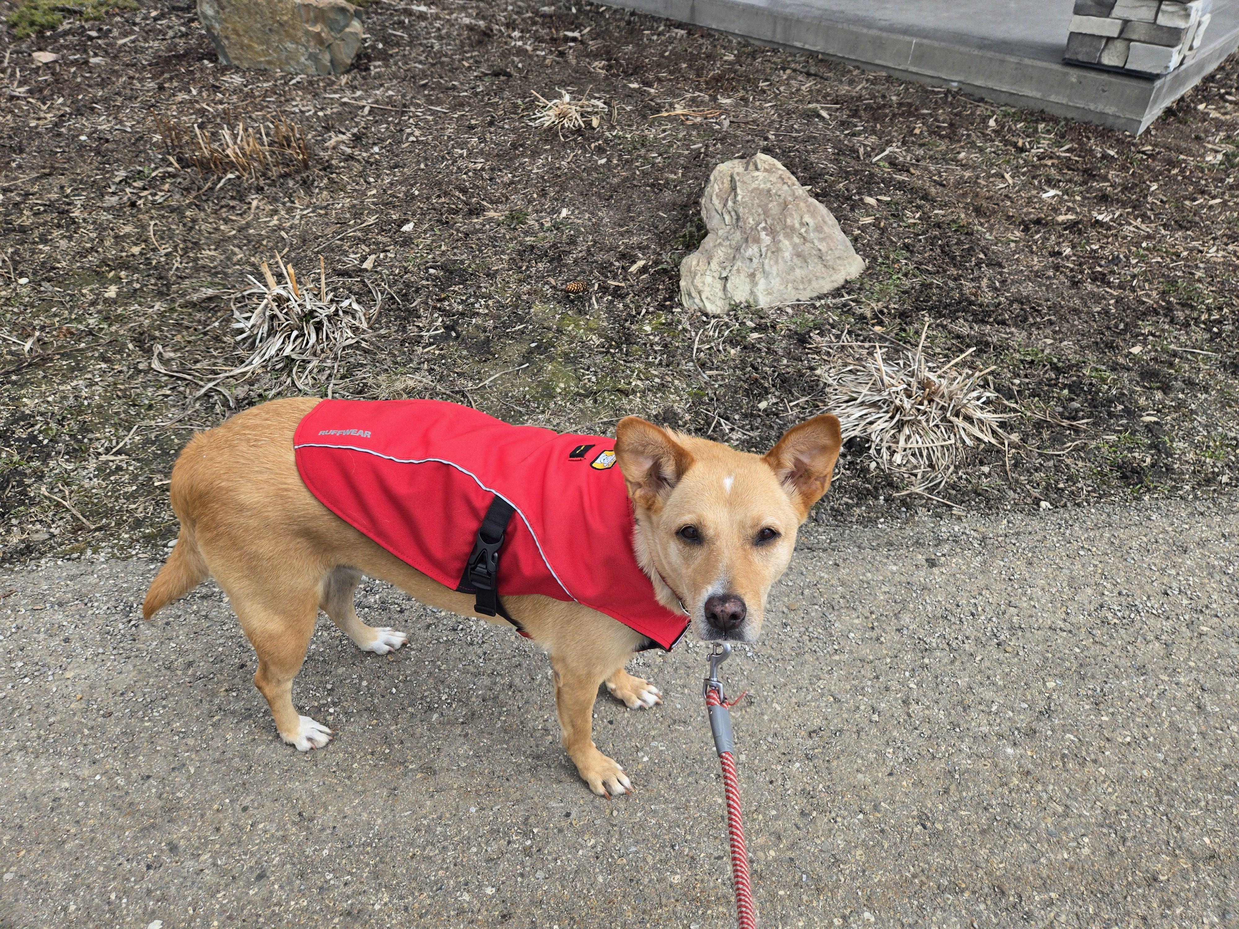 Enlarge Nika, a ADOPTABLE mixed breed in Didsbury, AB image 5/5