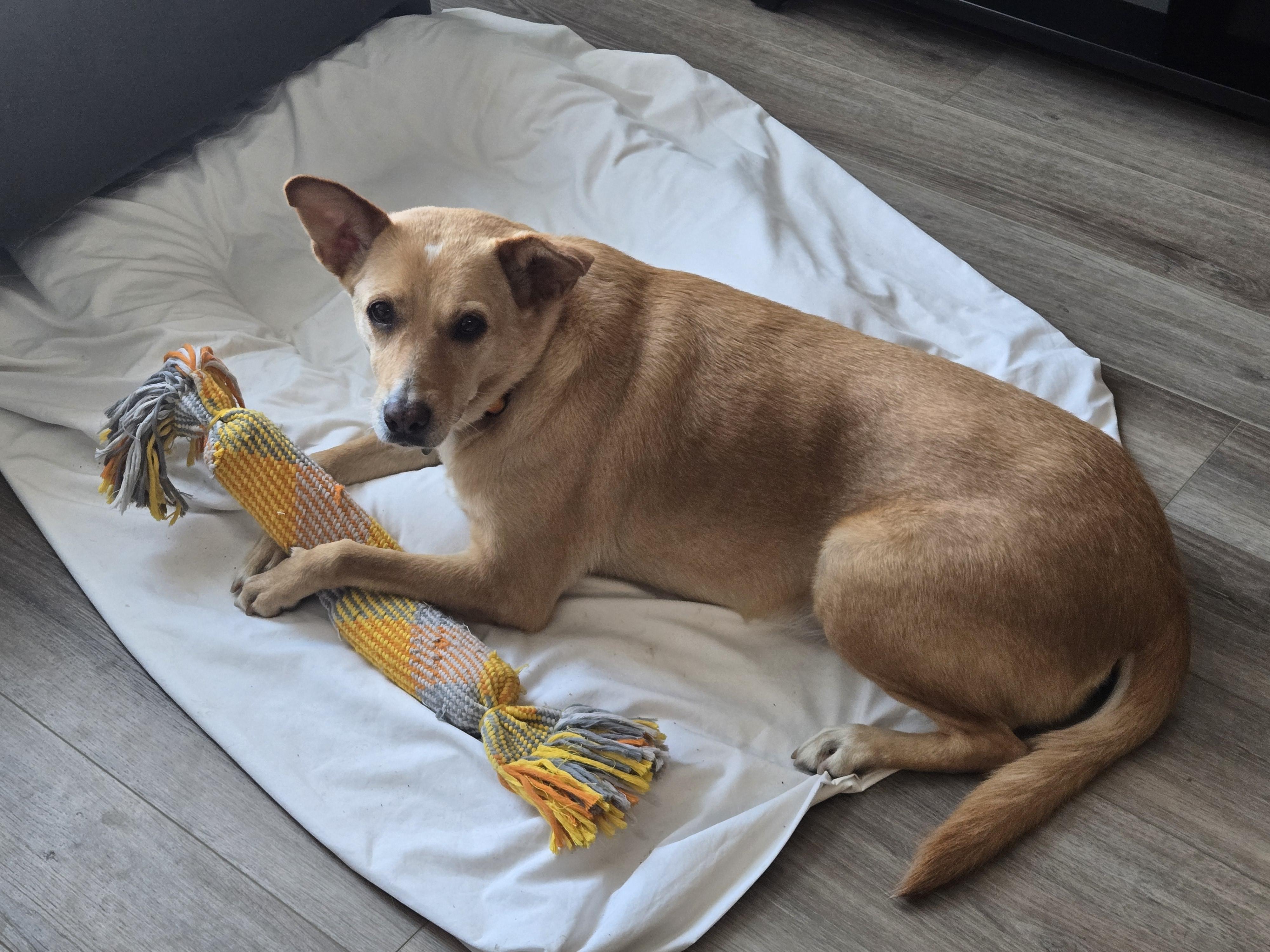 Enlarge Nika, a ADOPTABLE mixed breed in Didsbury, AB image 1/5
