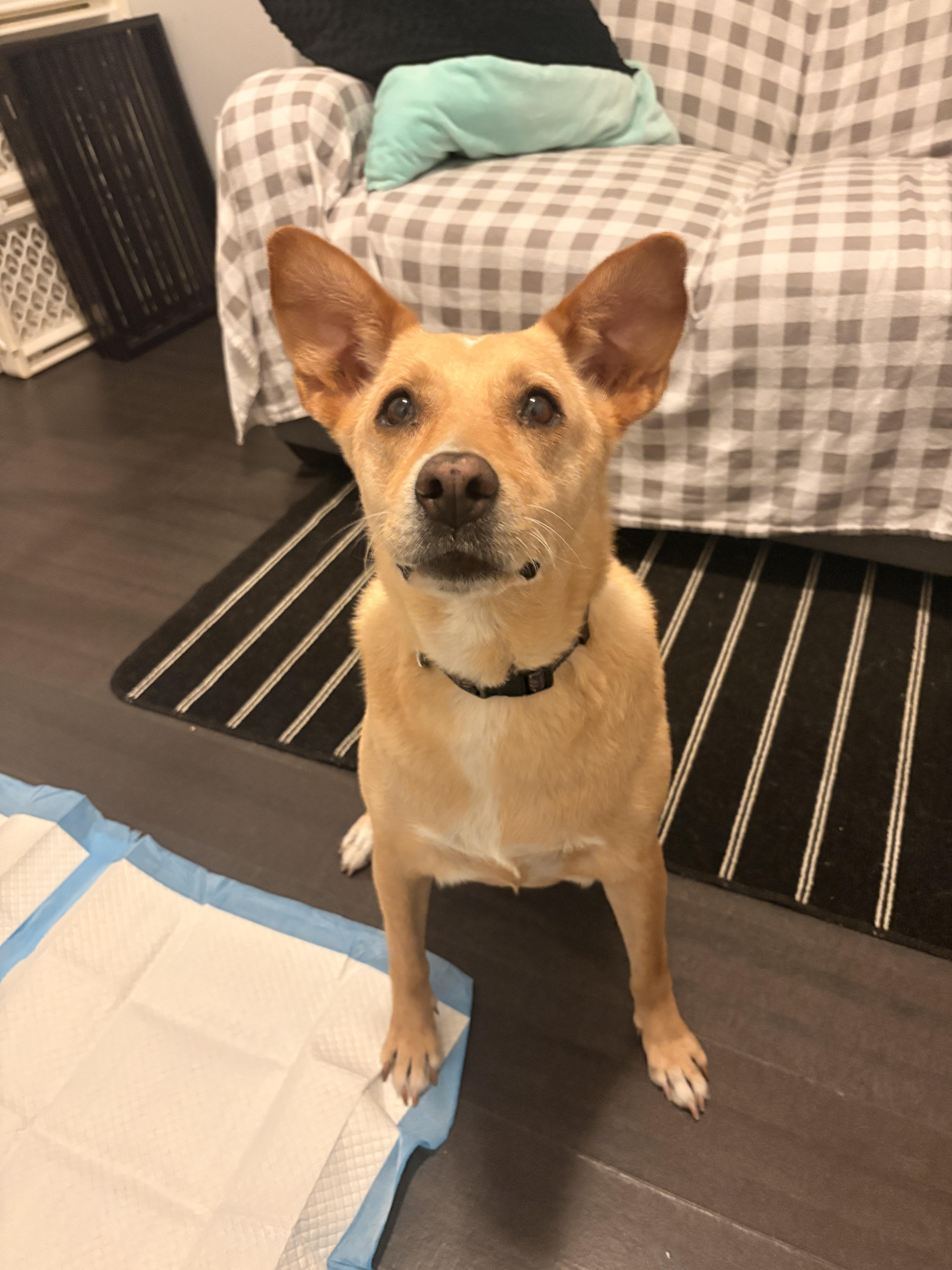 Enlarge Nika, a ADOPTABLE mixed breed in Didsbury, AB image 3/5