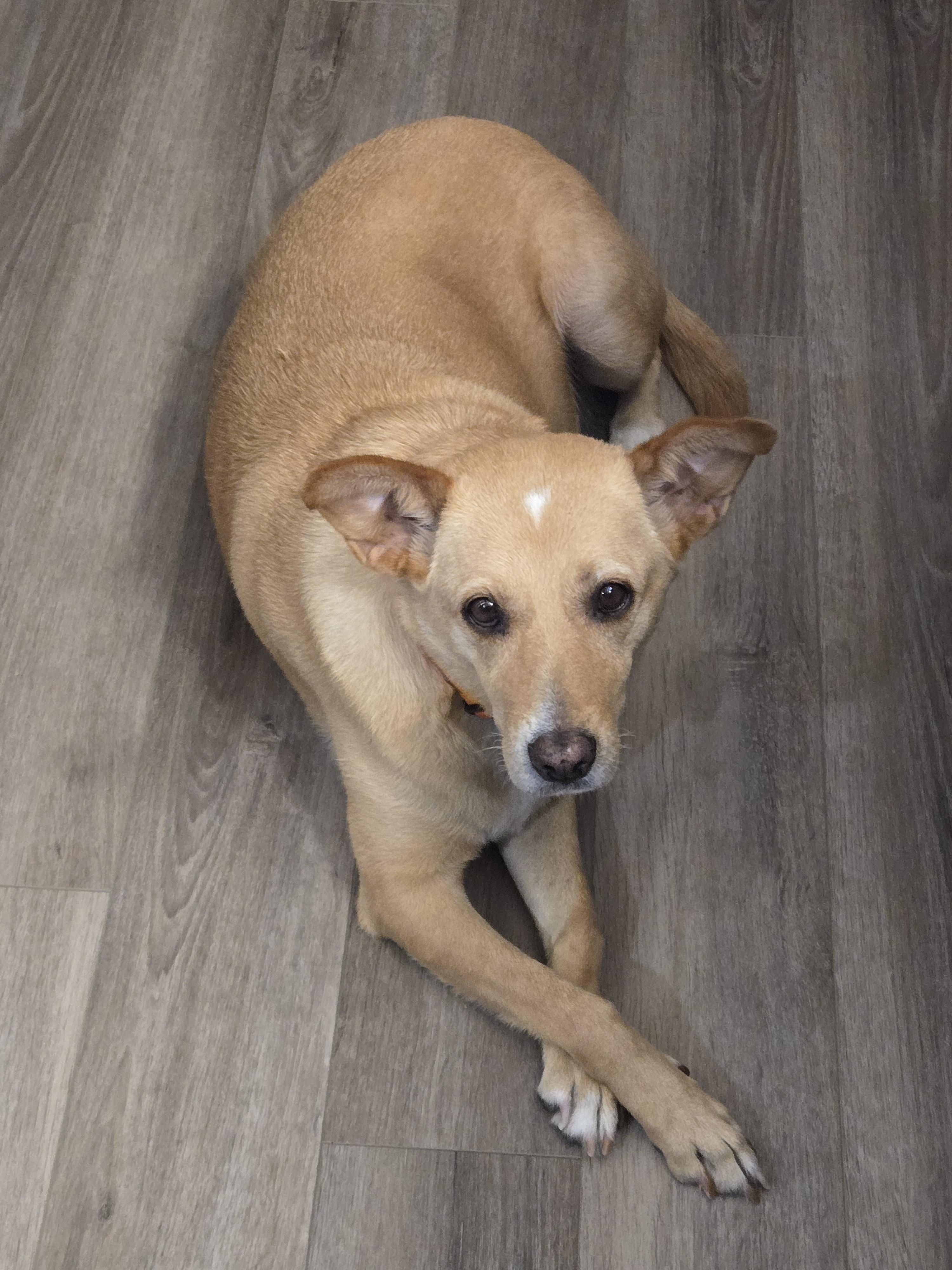 Enlarge Nika, a ADOPTABLE mixed breed in Didsbury, AB image 2/5