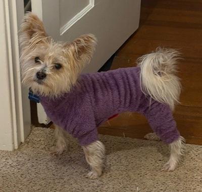 Enlarge Azzie, a ADOPTABLE Mixed Breed in Miamisburg, OH image 3/6