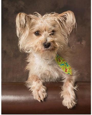 Enlarge Azzie, a ADOPTABLE Mixed Breed in Miamisburg, OH image 2/6