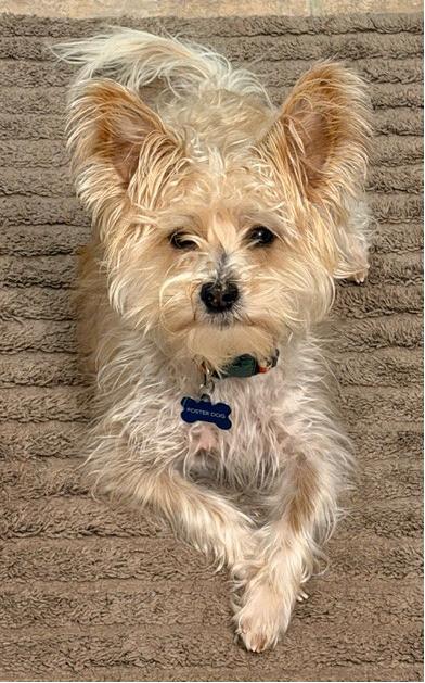 Enlarge Azzie, a ADOPTABLE Mixed Breed in Miamisburg, OH image 6/6