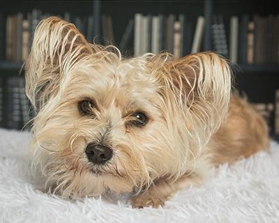 Enlarge Azzie, a ADOPTABLE Mixed Breed in Miamisburg, OH image 5/6