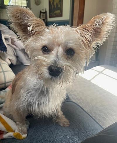 Enlarge Azzie, a ADOPTABLE Mixed Breed in Miamisburg, OH image 4/6