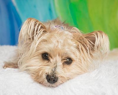 Enlarge Azzie, a ADOPTABLE Mixed Breed in Miamisburg, OH image 1/6