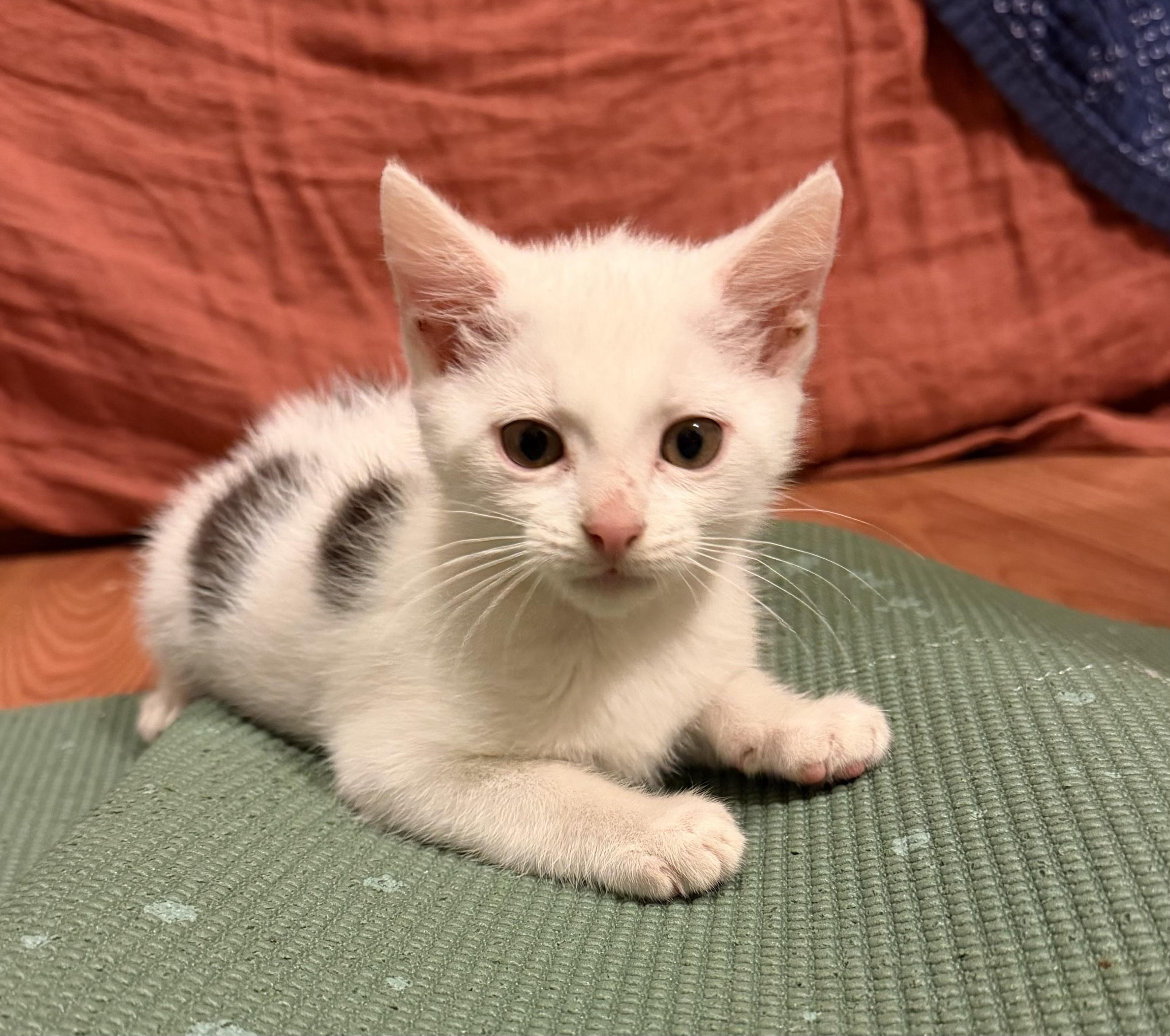 Little Brother, Adoptable, Kitten Male Domestic Short Hair.