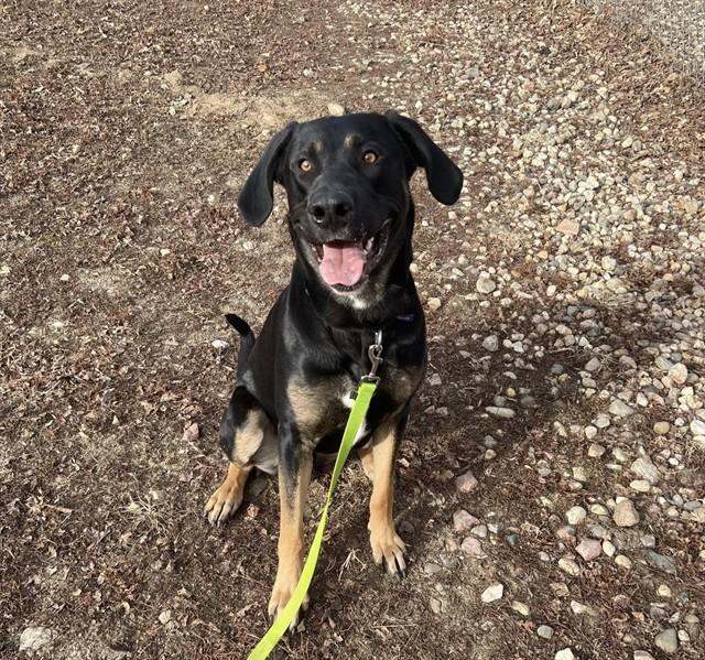 Enlarge BOWLER, a Adoptable mixed breed in Omaha, NE image 1/1
