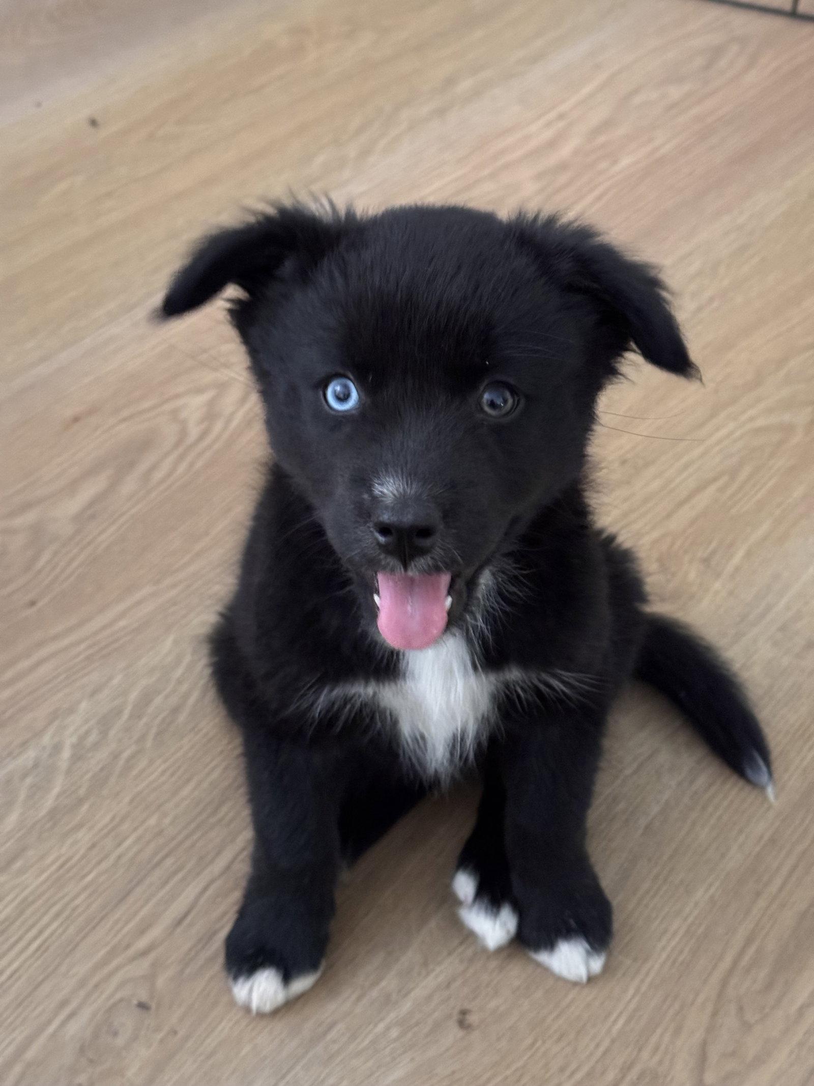 Cherry Garcia, Adopted, Puppy Female Siberian Husky.