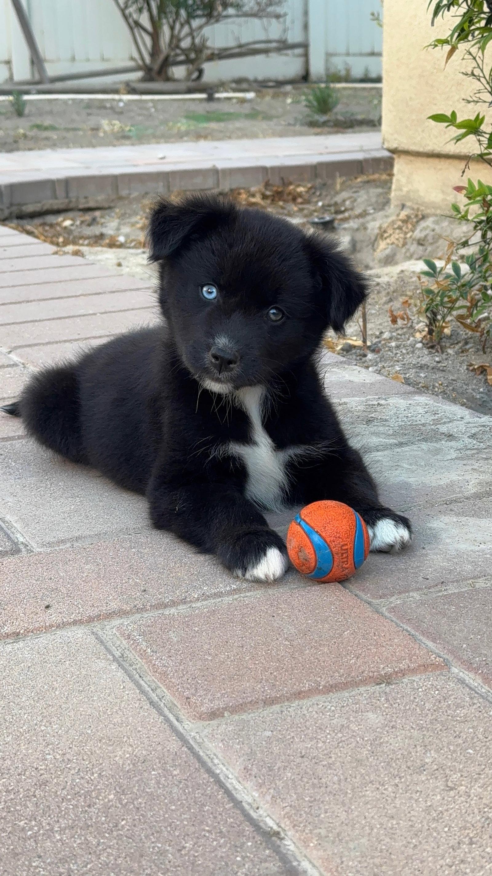 Enlarge Cherry Garcia, a Adopted Siberian Husky in Fullerton, CA image 2/2