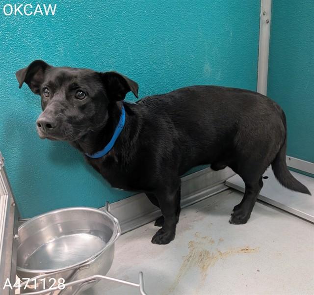 TACO, Adoptable, Young Male Dachshund & Mixed Breed.