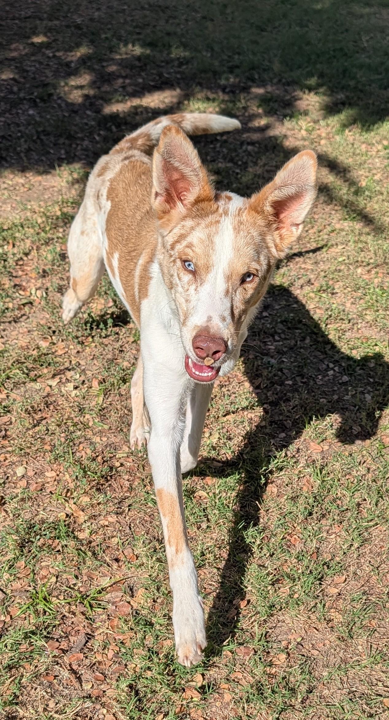 Enlarge Rico A215908, a Adoptable mixed breed in Plano, TX image 4/6