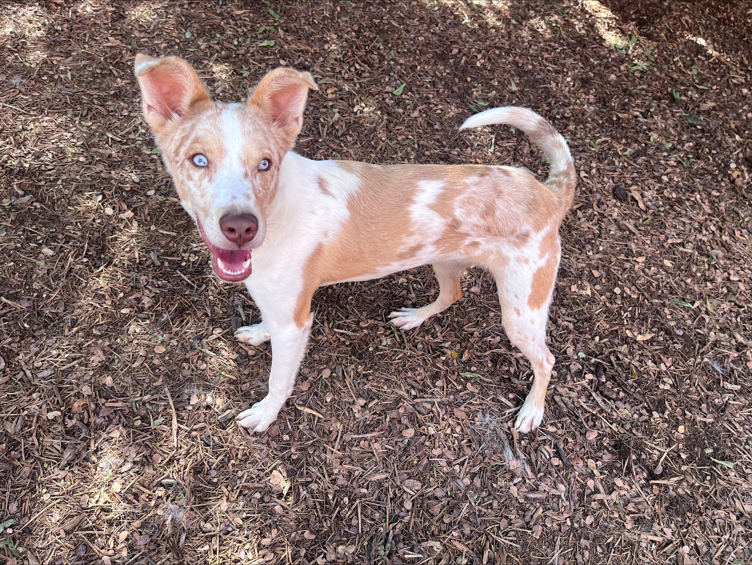 Rico A215908, Adoptable, Young Male Catahoula Leopard Dog.