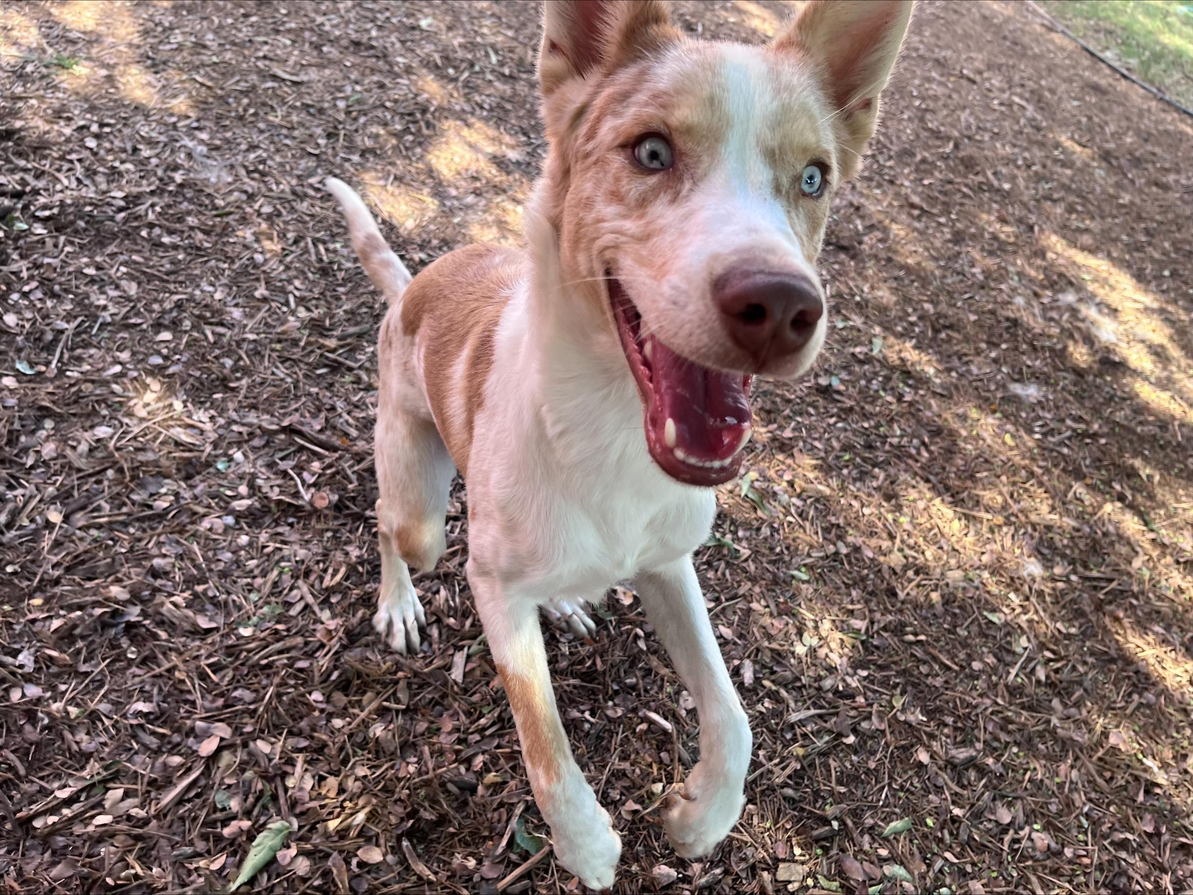 Enlarge Rico A215908, a Adoptable mixed breed in Plano, TX image 6/6