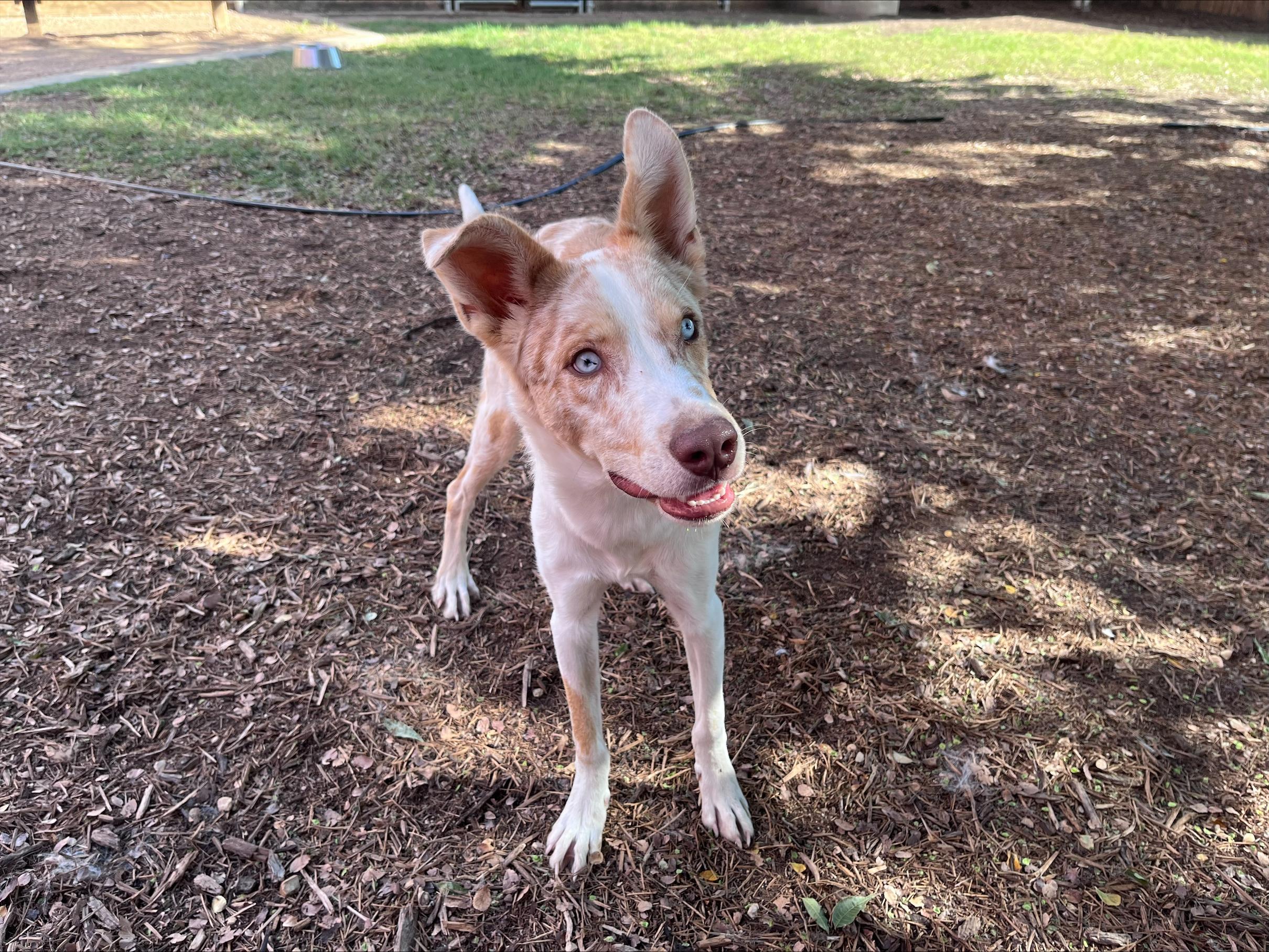 Enlarge Rico A215908, a Adoptable mixed breed in Plano, TX image 3/6