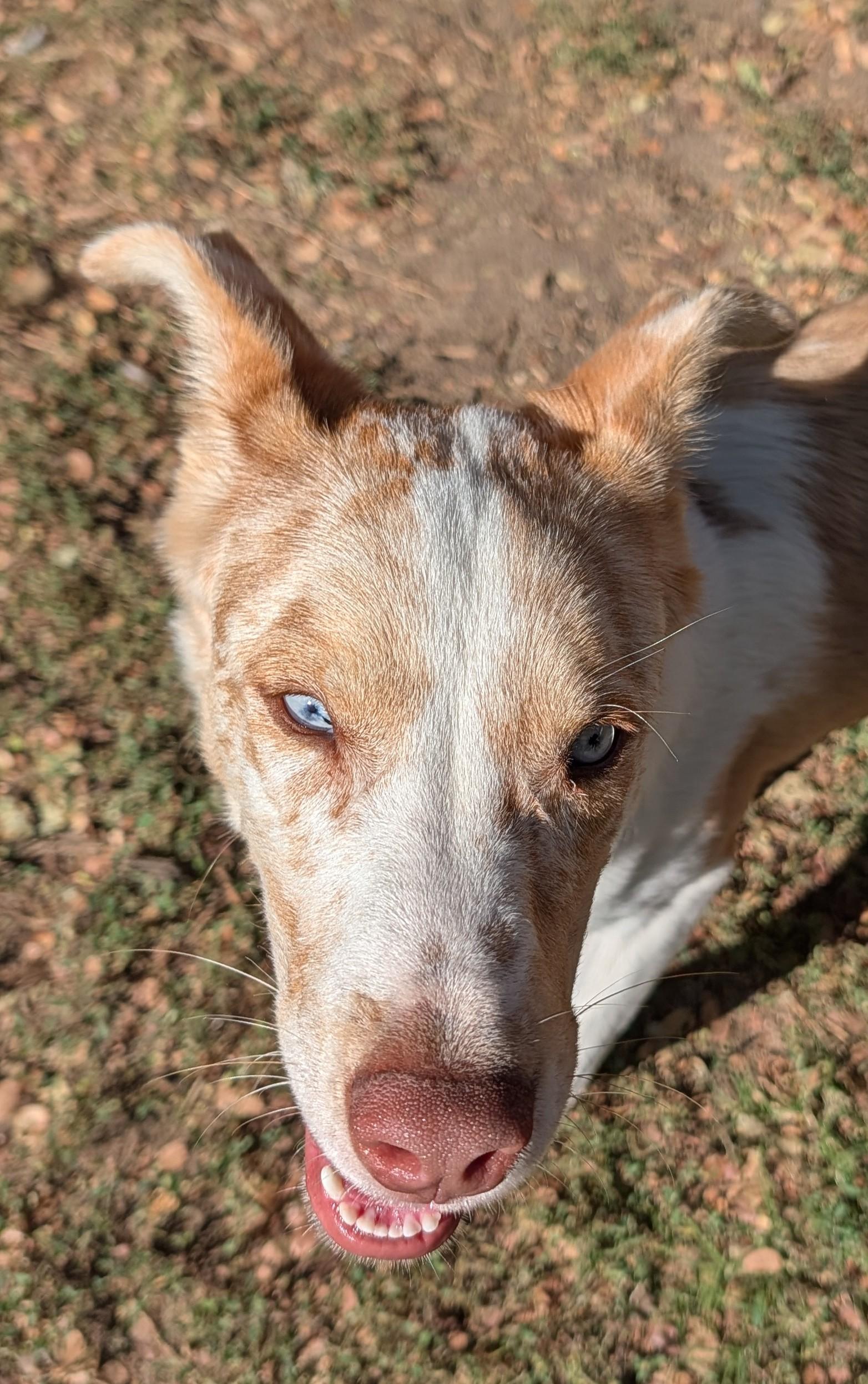 Enlarge Rico A215908, a Adoptable mixed breed in Plano, TX image 5/6