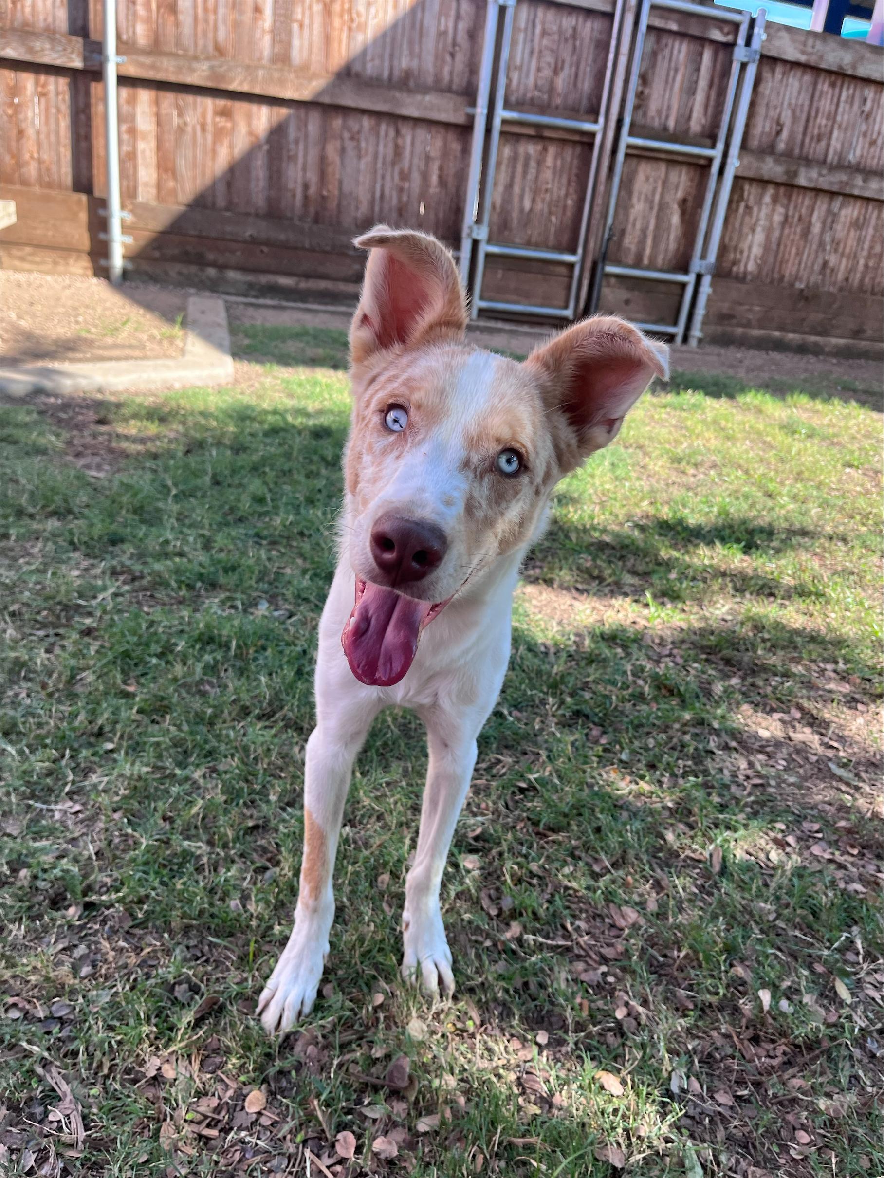 Enlarge Rico A215908, a Adoptable mixed breed in Plano, TX image 2/6