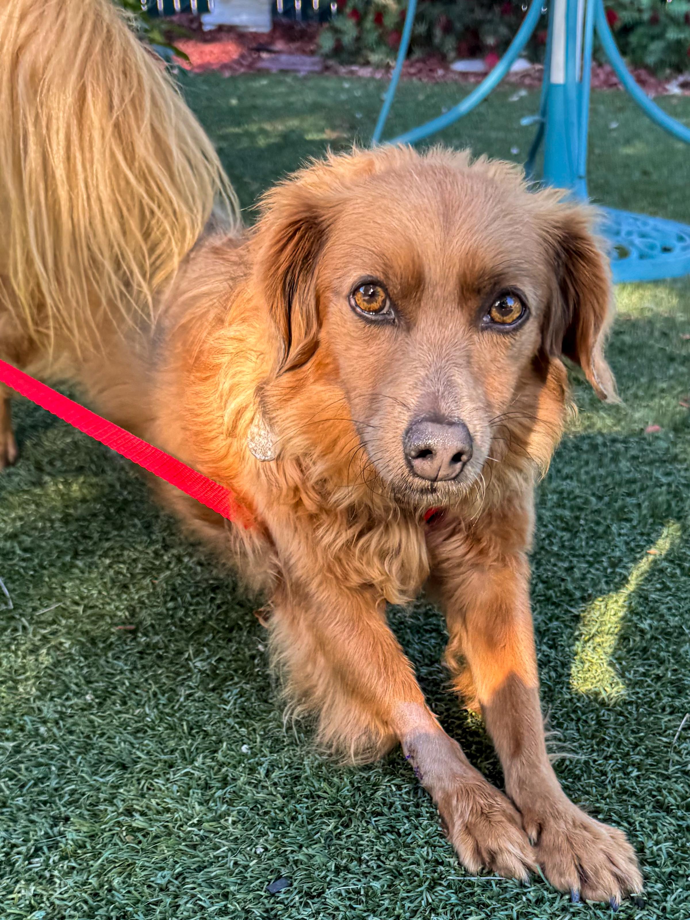 AMBROSE, a Adoptable mixed breed in Fresno, CA image 5/6