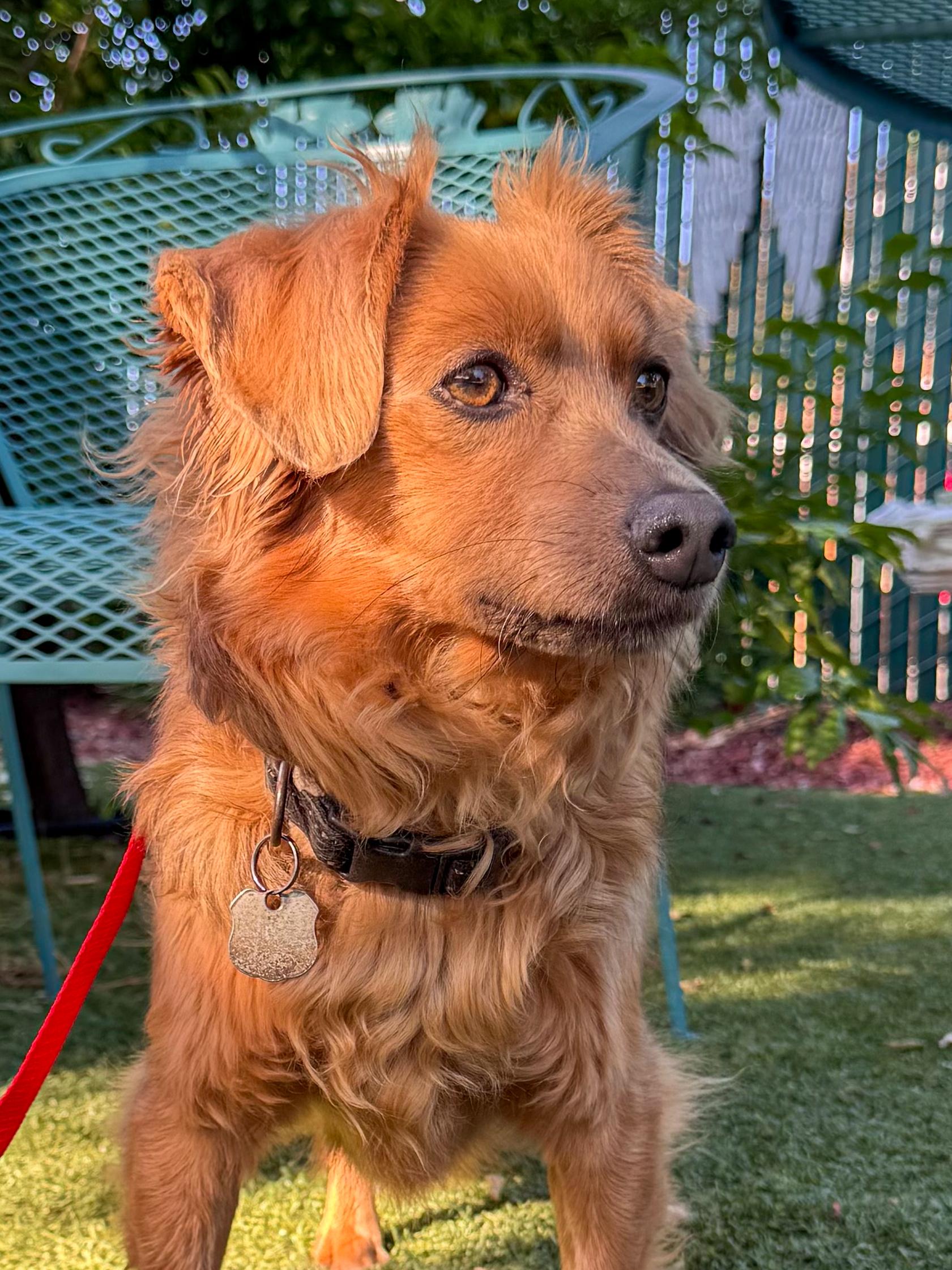 AMBROSE, a Adoptable mixed breed in Fresno, CA image 2/6