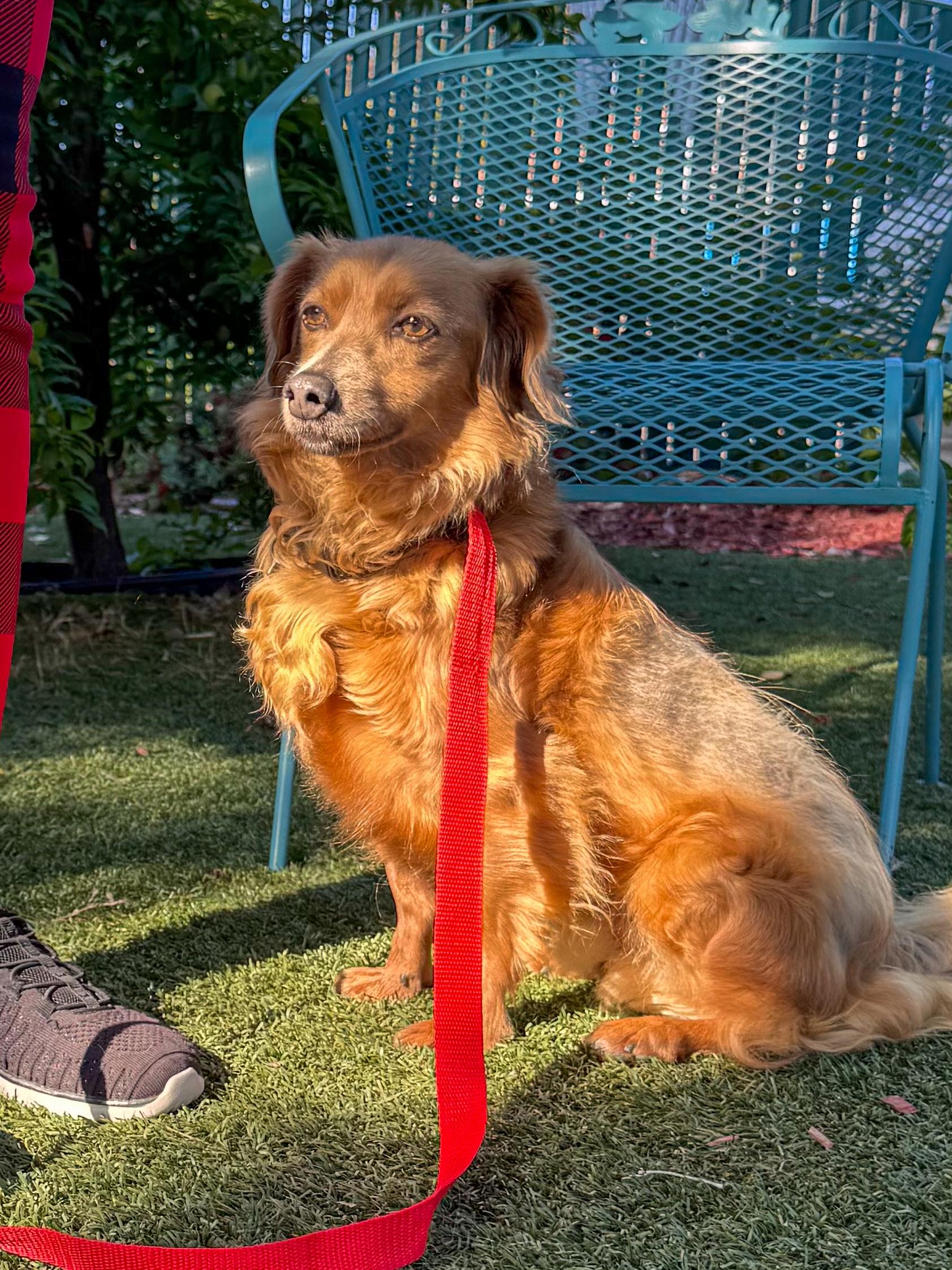 AMBROSE, a Adoptable mixed breed in Fresno, CA image 4/6