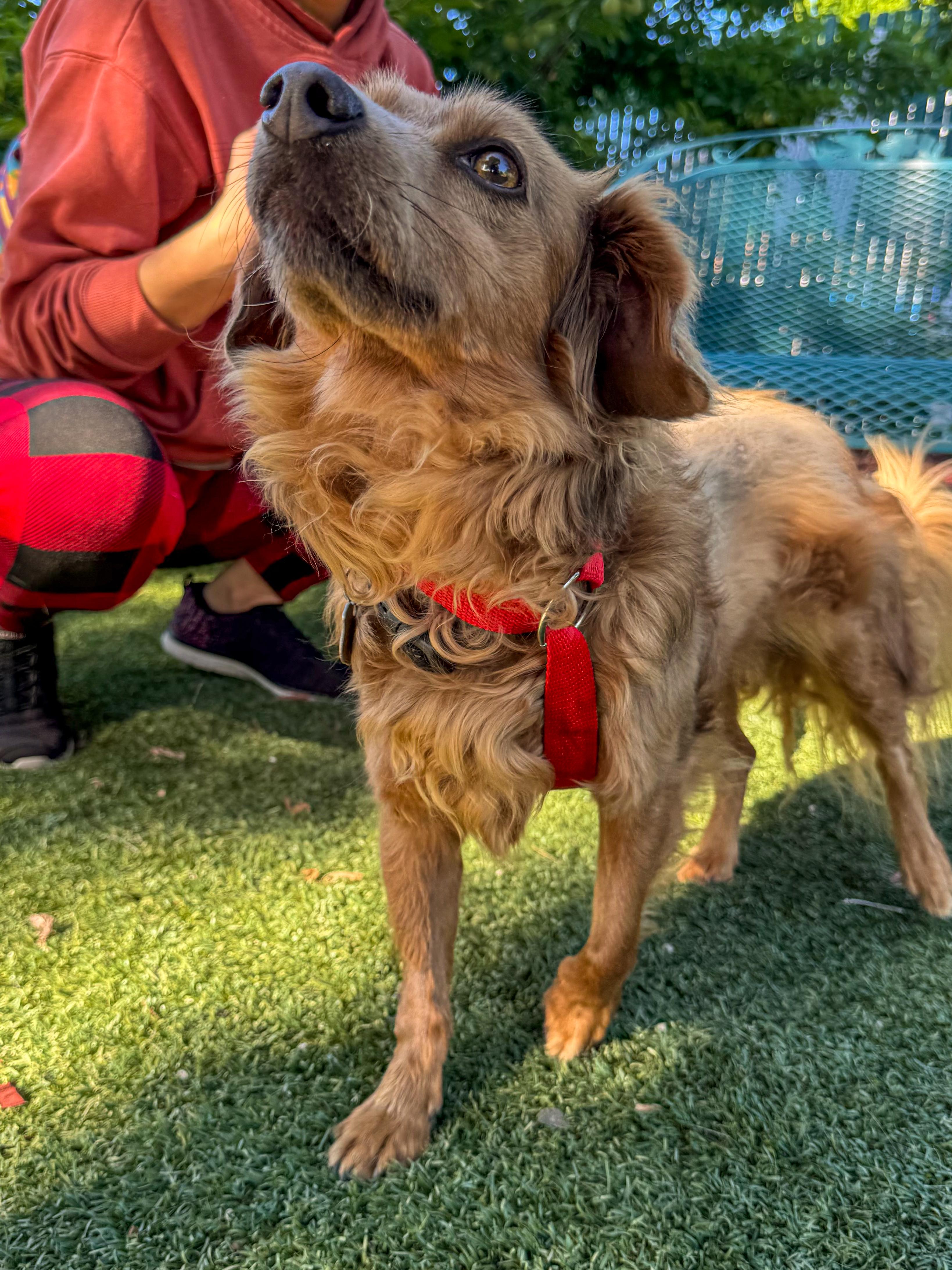 AMBROSE, a Adoptable mixed breed in Fresno, CA image 3/6