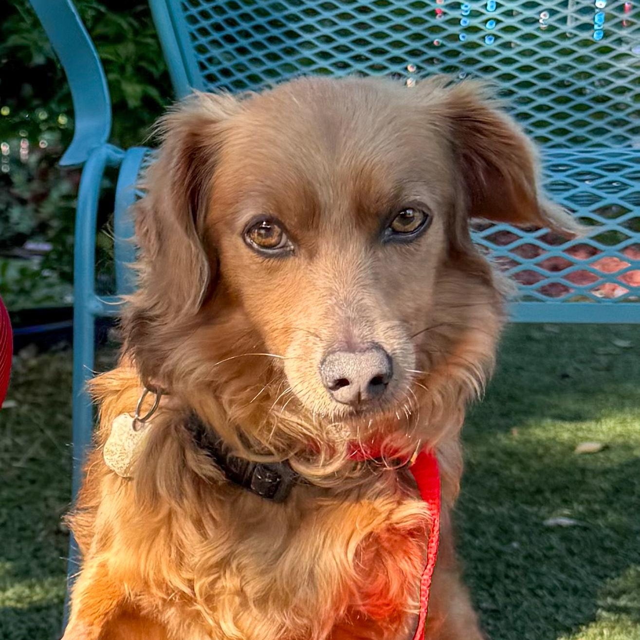 AMBROSE, a Adoptable mixed breed in Fresno, CA image 1/6